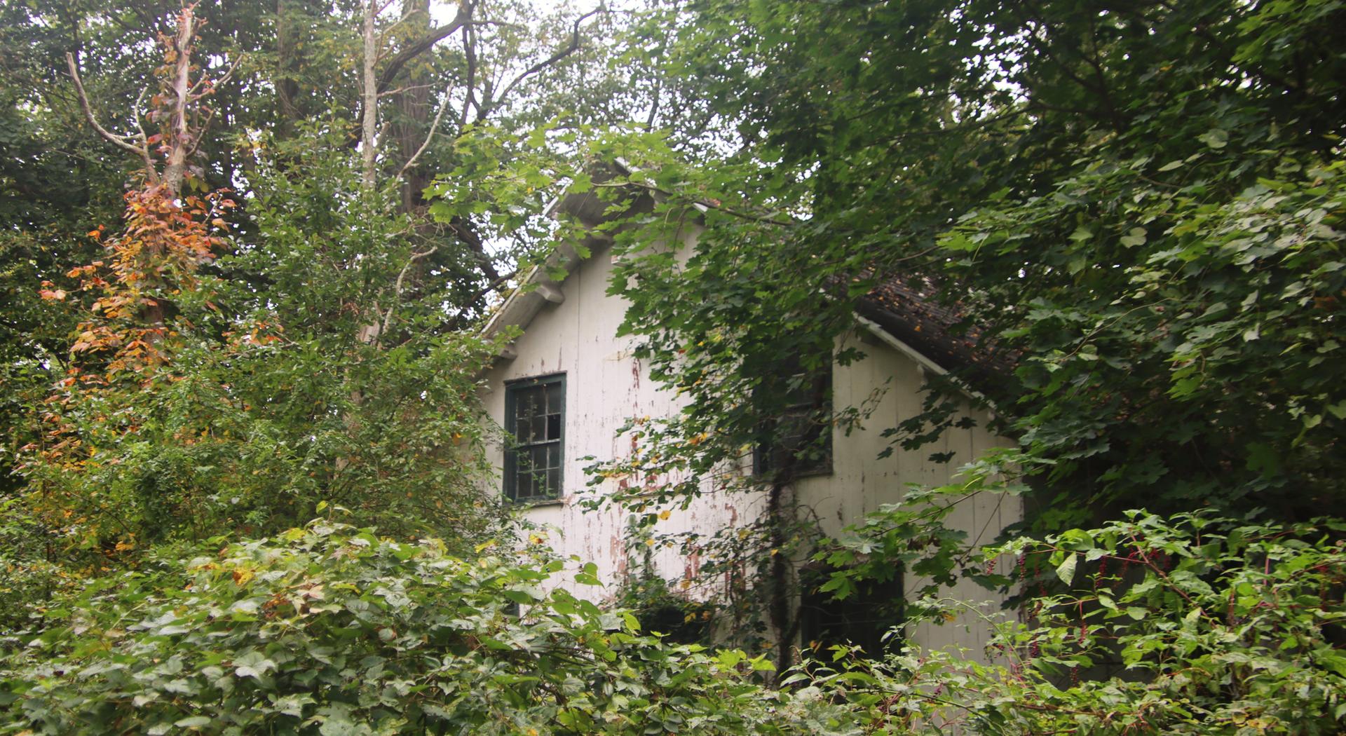 An old, white building is heavily overgrown with green trees and vines.