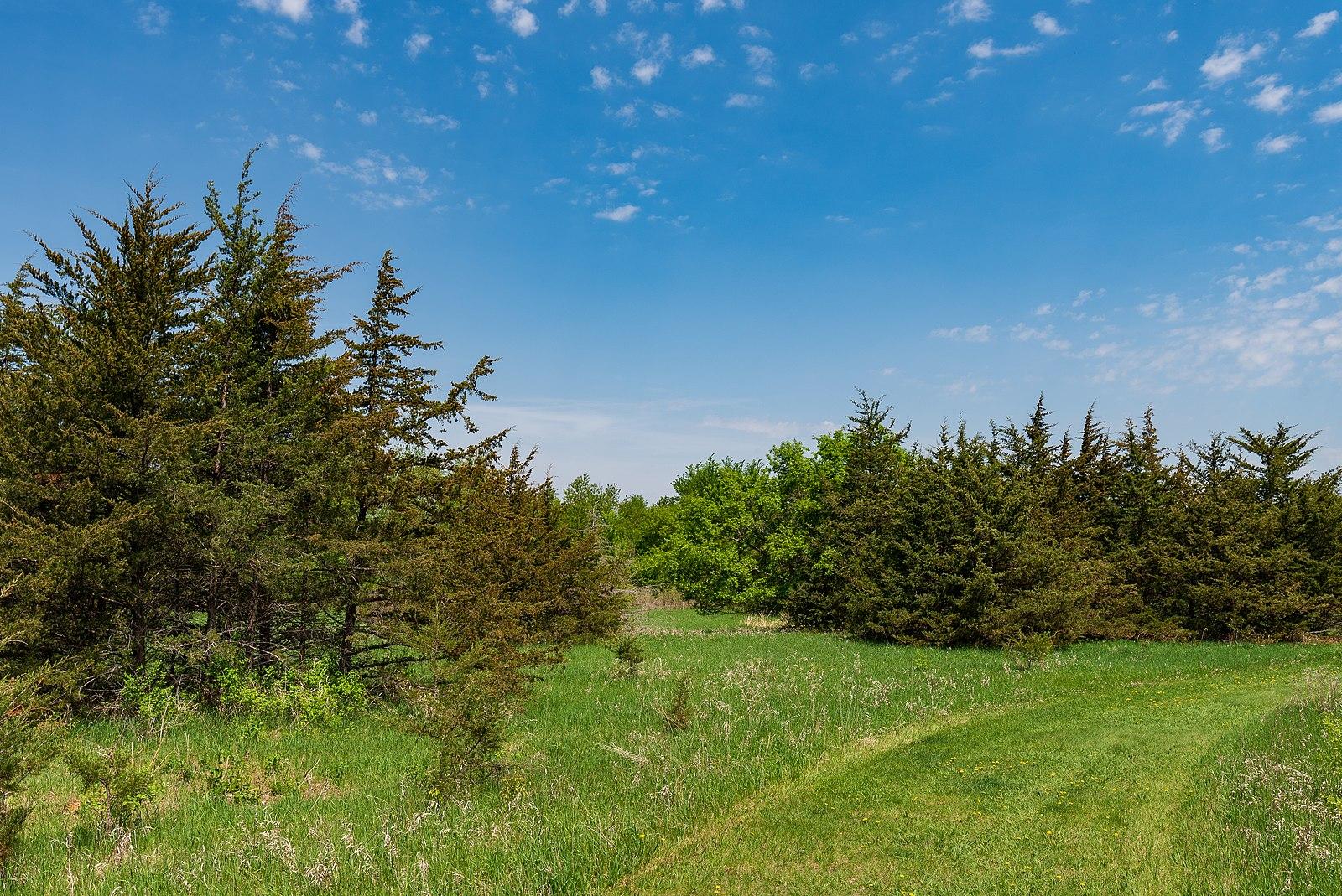 Evergreen trees border a green grassy field under a bright blue sky.