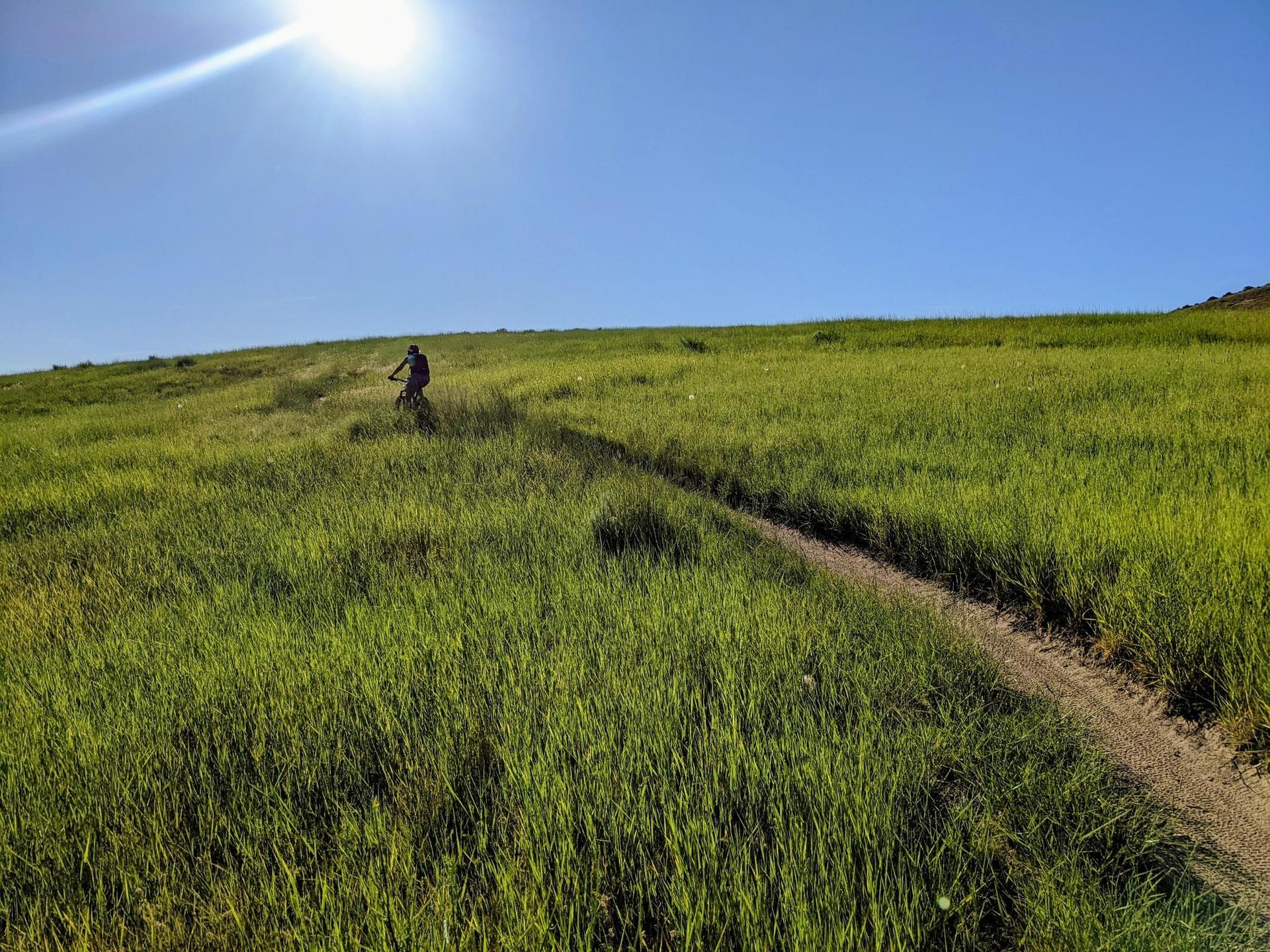 Mountain biker ascends a grassy hill on a sunny day.