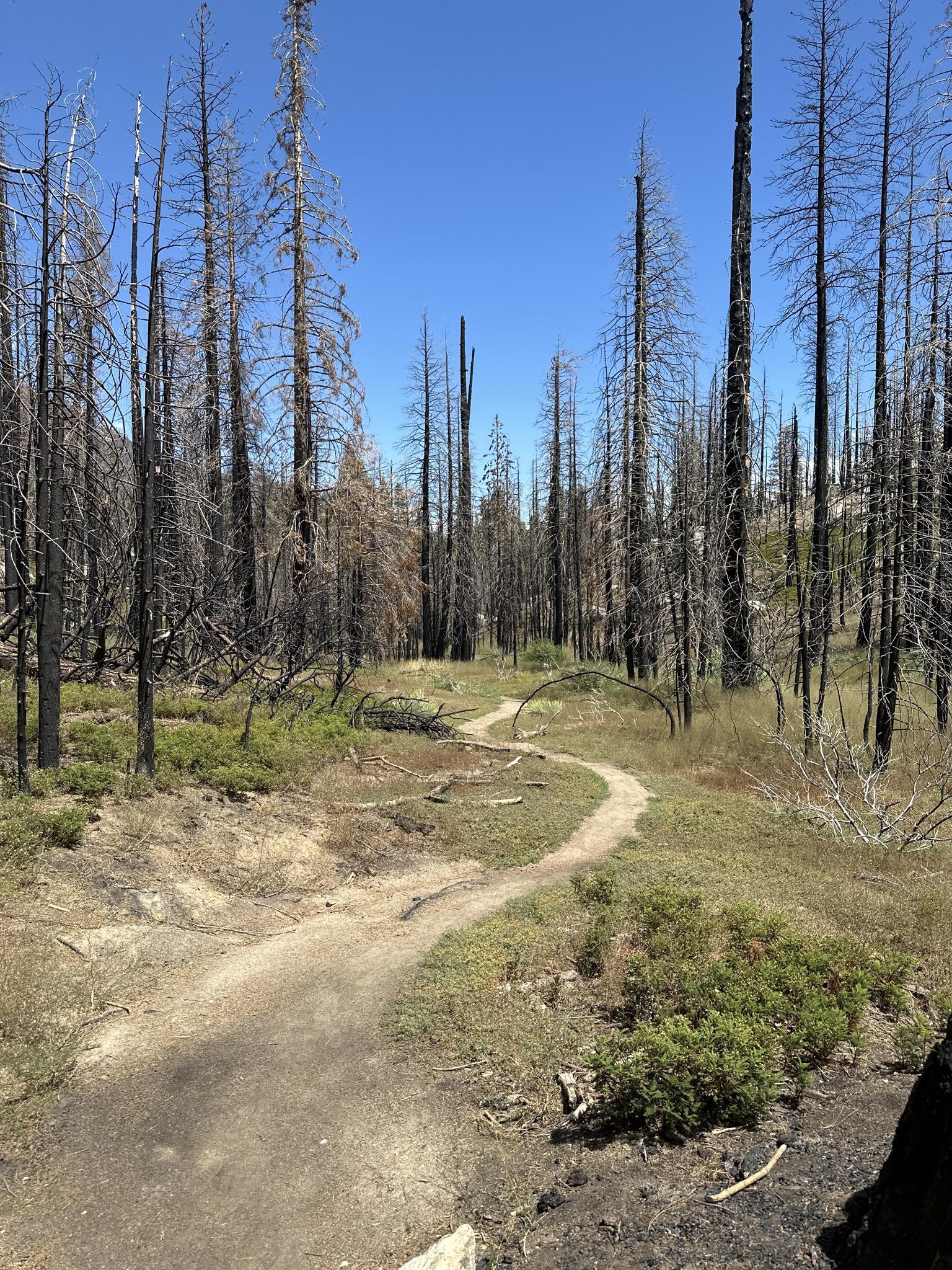 Winding dirt path through a forest of tall, burnt trees under a clear sky.