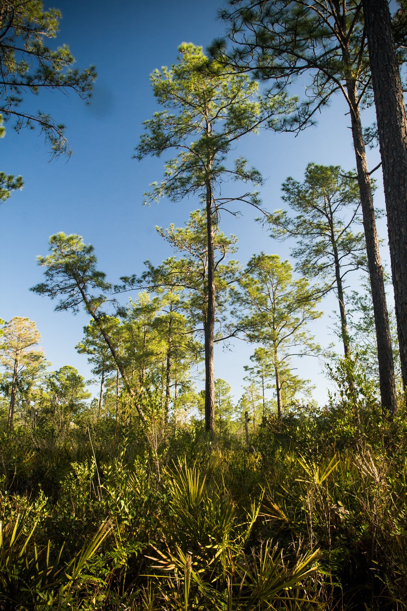 Tall pine trees reaching into a clear blue sky above dense undergrowth. - Hawk's Bluff Trail