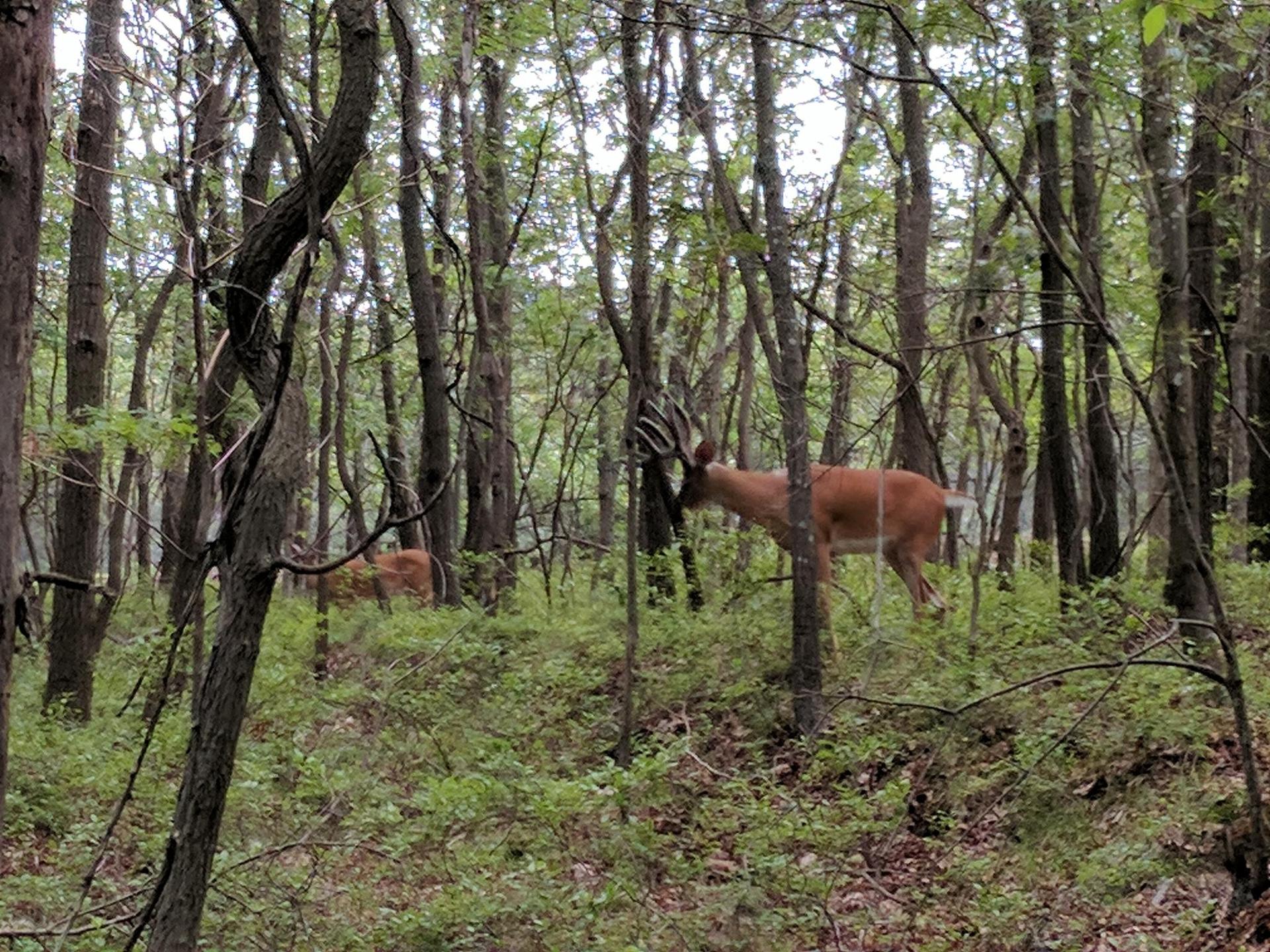 Two deer, one buck with antlers, stand in a dense green forest.