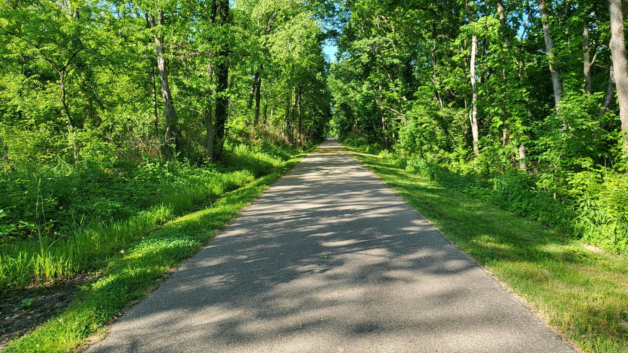 Paved path through a lush green forest on a sunny day.