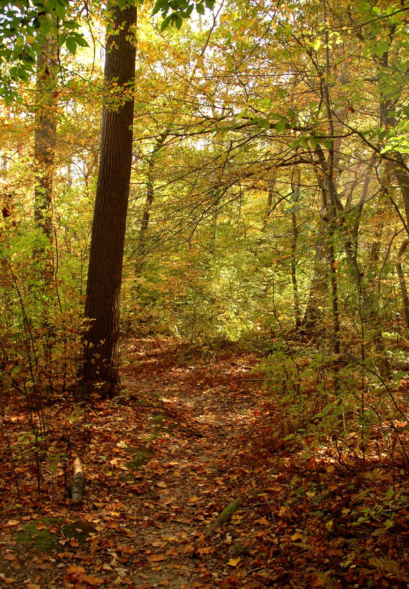 Sunlit forest path covered in vibrant autumn leaves and tall trees.