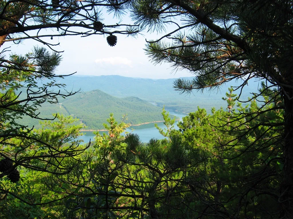 Sunny view of distant mountains and a lake framed by pine branches. - Mountainbike loop from Buckland Forest