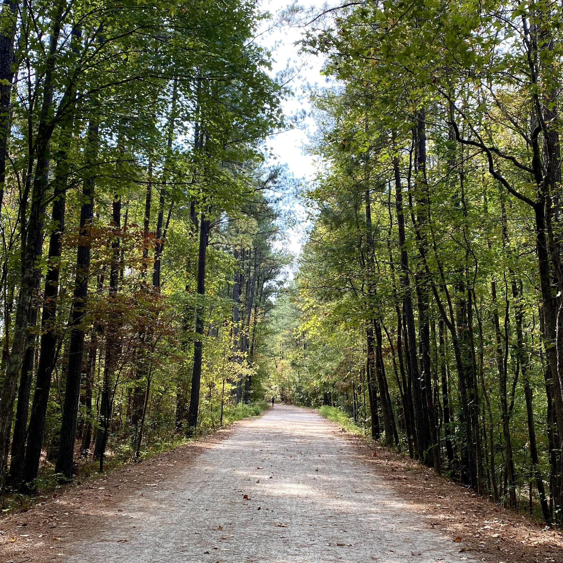 A sunny dirt path lined with tall green trees, a person walking.