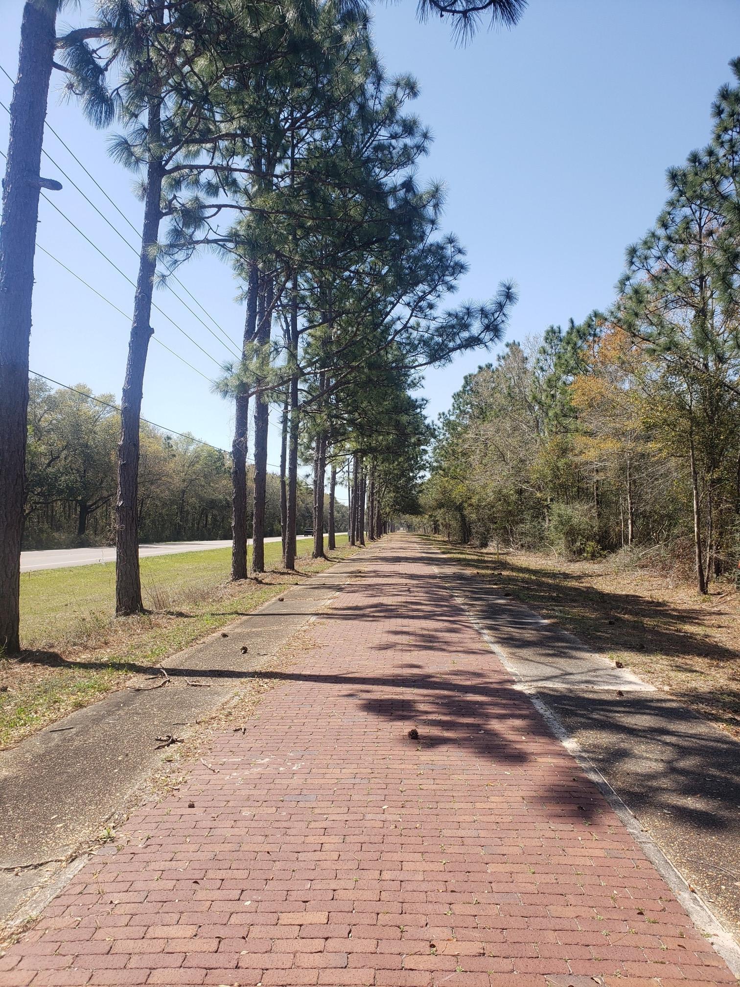 Brick path lined with tall pine trees and power lines on a sunny day.