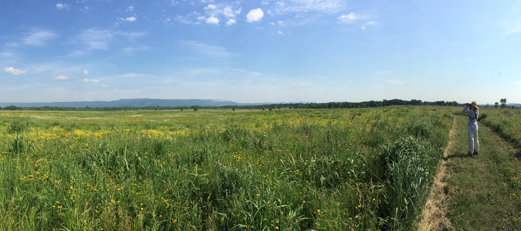 Person on a sunny dirt path in a wide green field with distant hills.