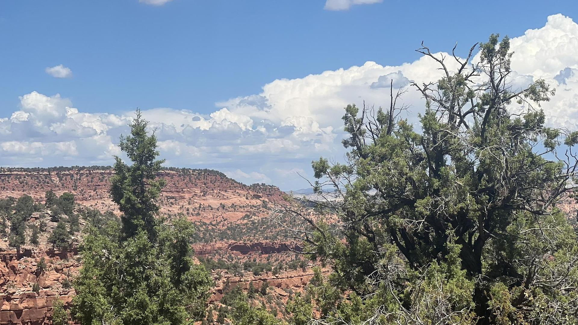 Juniper trees frame a distant red rock canyon under a partly cloudy sky.