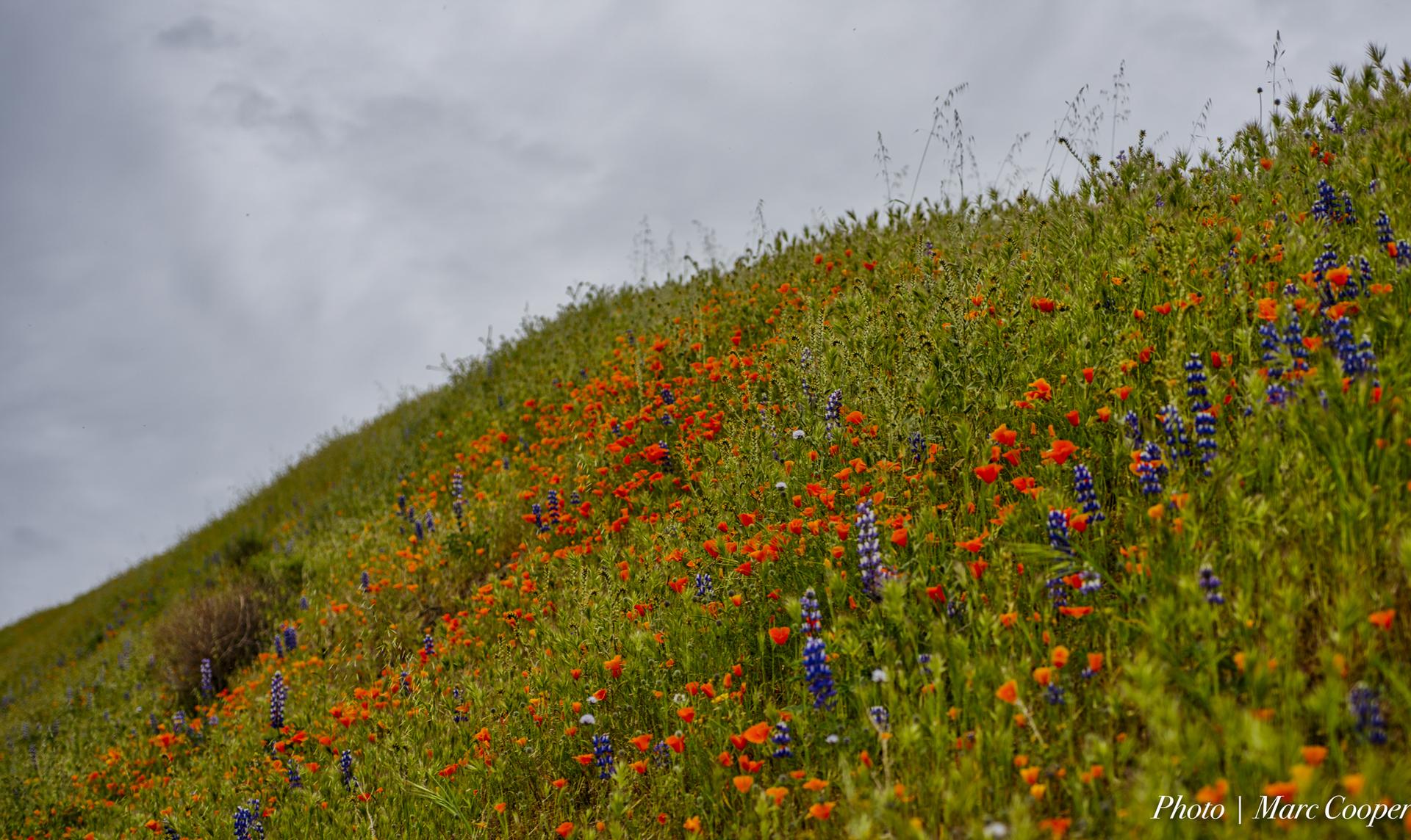 A green hillside covered in vibrant orange and purple wildflowers under a cloudy sky.