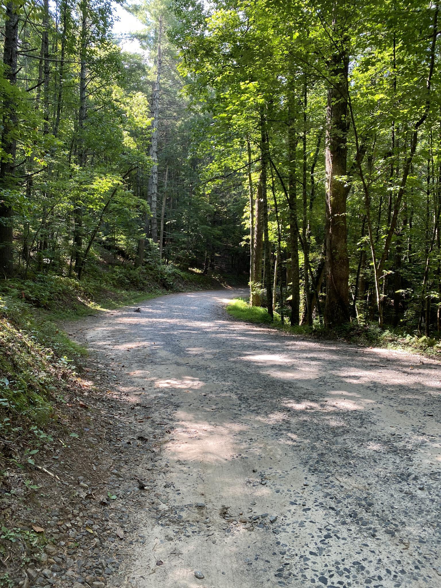 Gravel road winding through a dense forest with dappled sunlight.