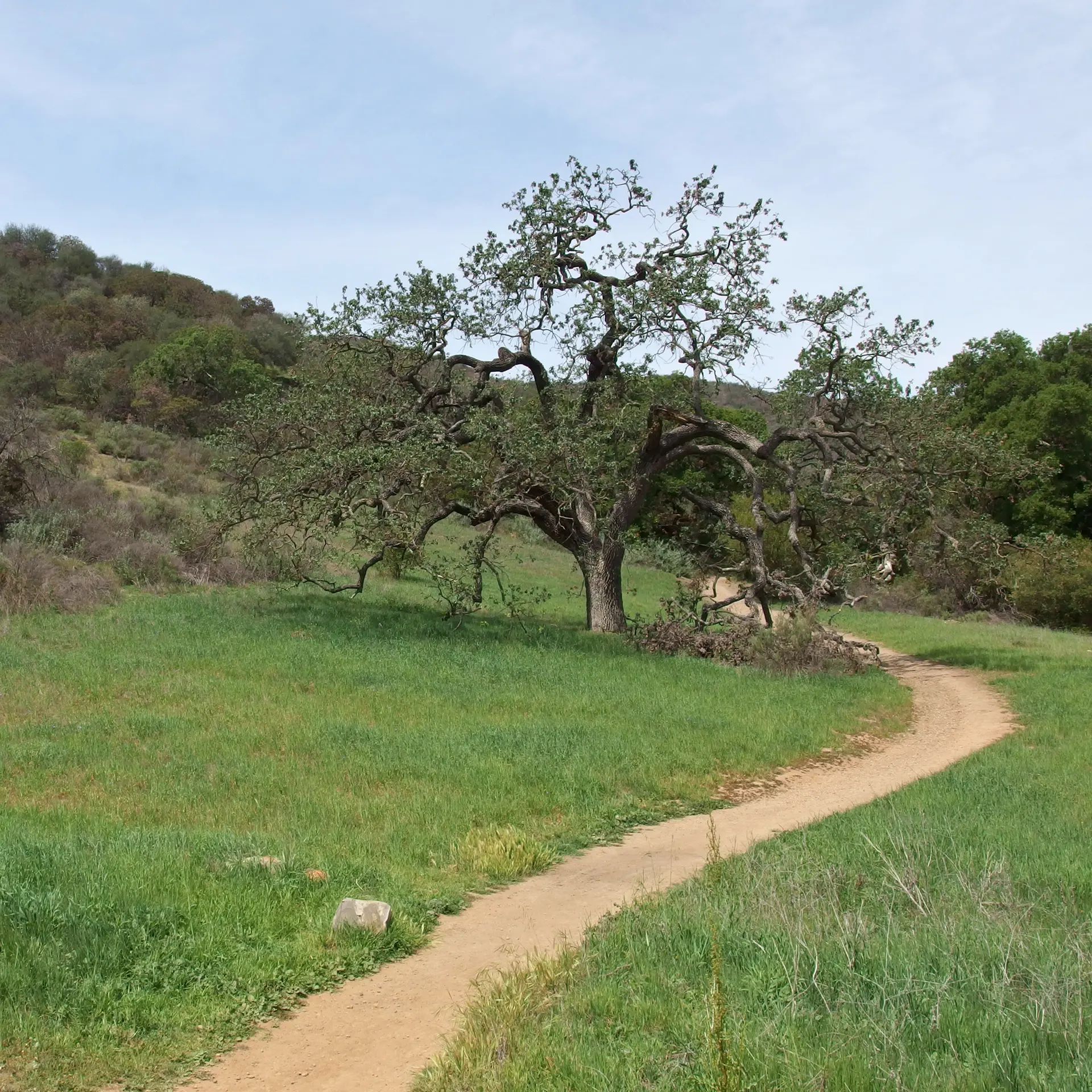 Winding dirt path through a green field with a large gnarled tree.