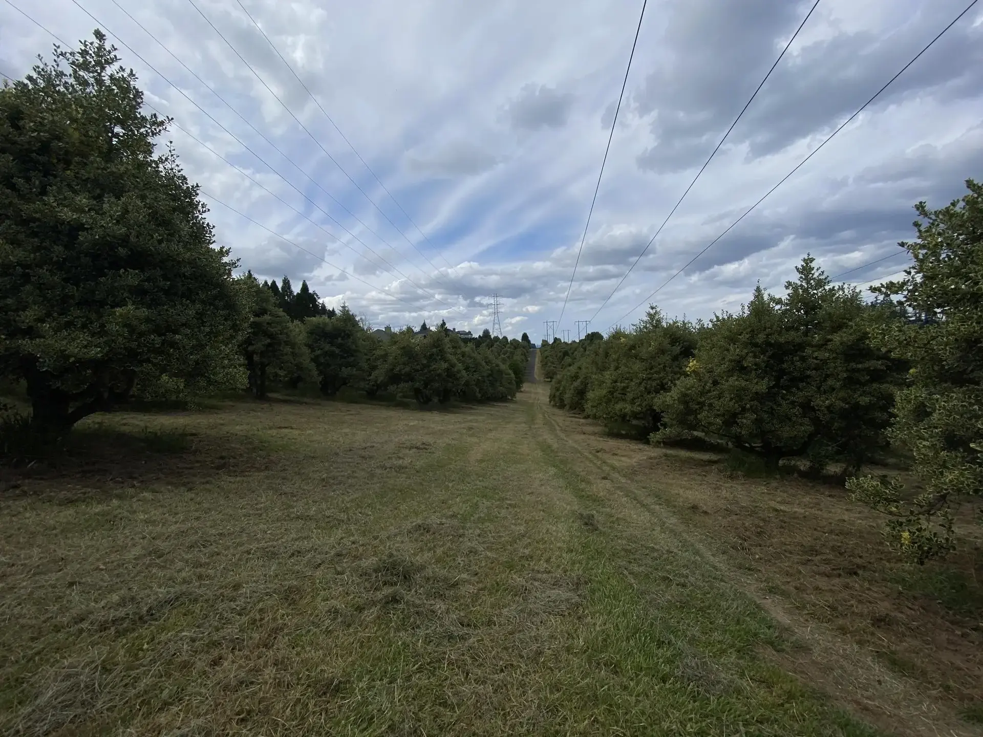 Grassy corridor under power lines, flanked by trees, under an overcast sky.