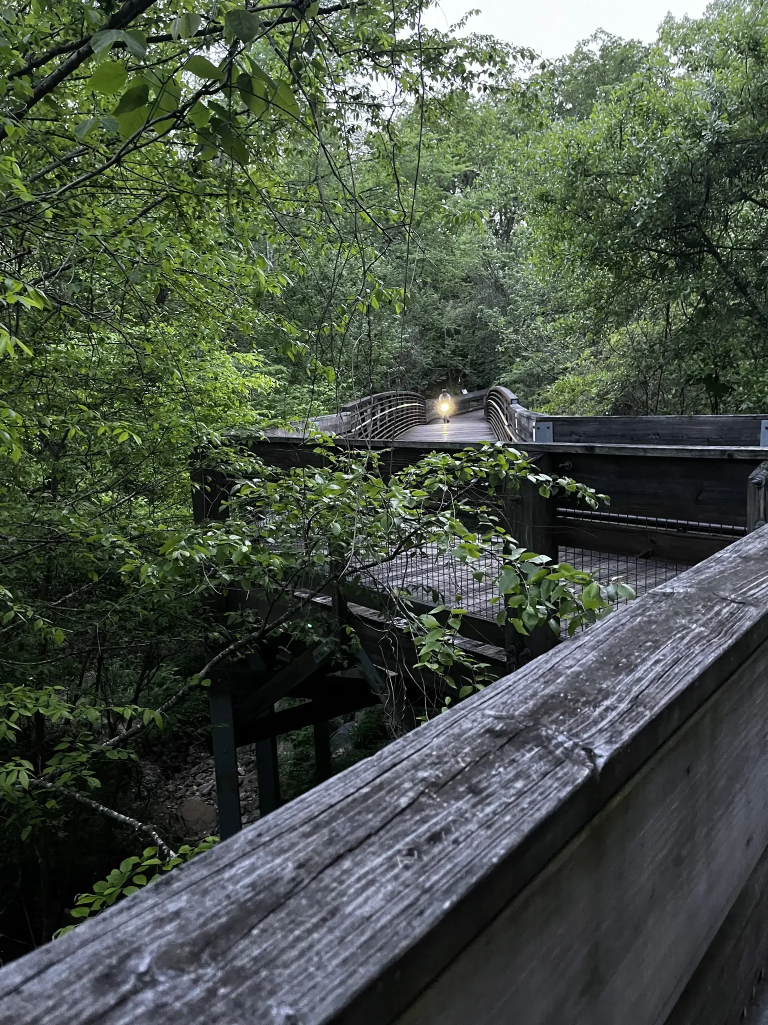Elevated wooden walkway and bridge surrounded by dense green trees, dim light.
