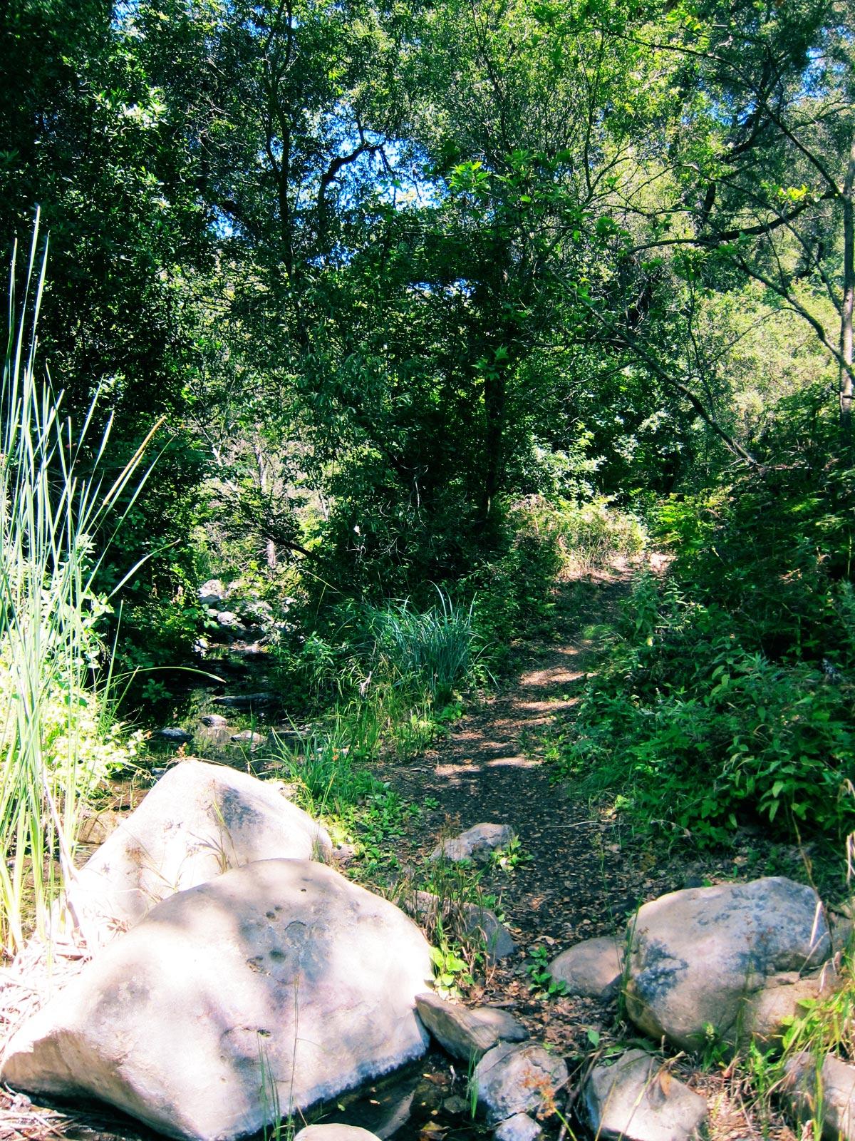 Shady forest path with large rocks and lush green foliage.