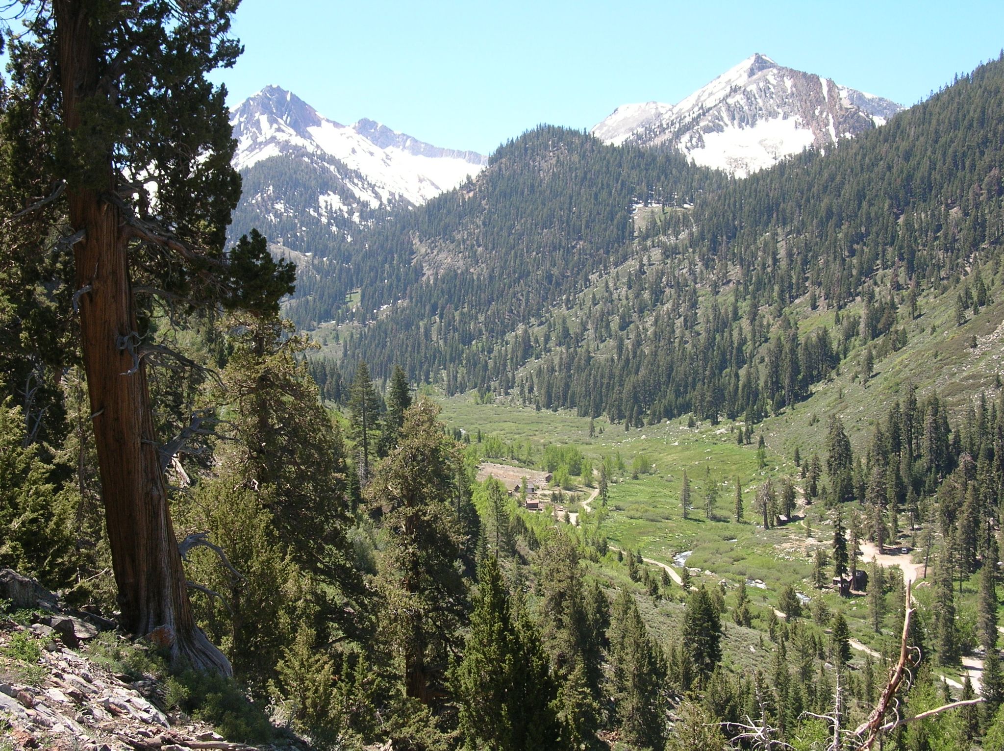 Expansive mountain valley with snow-capped peaks, dense pine forests, and green meadow. - Mineral Road to Mineral King Valley