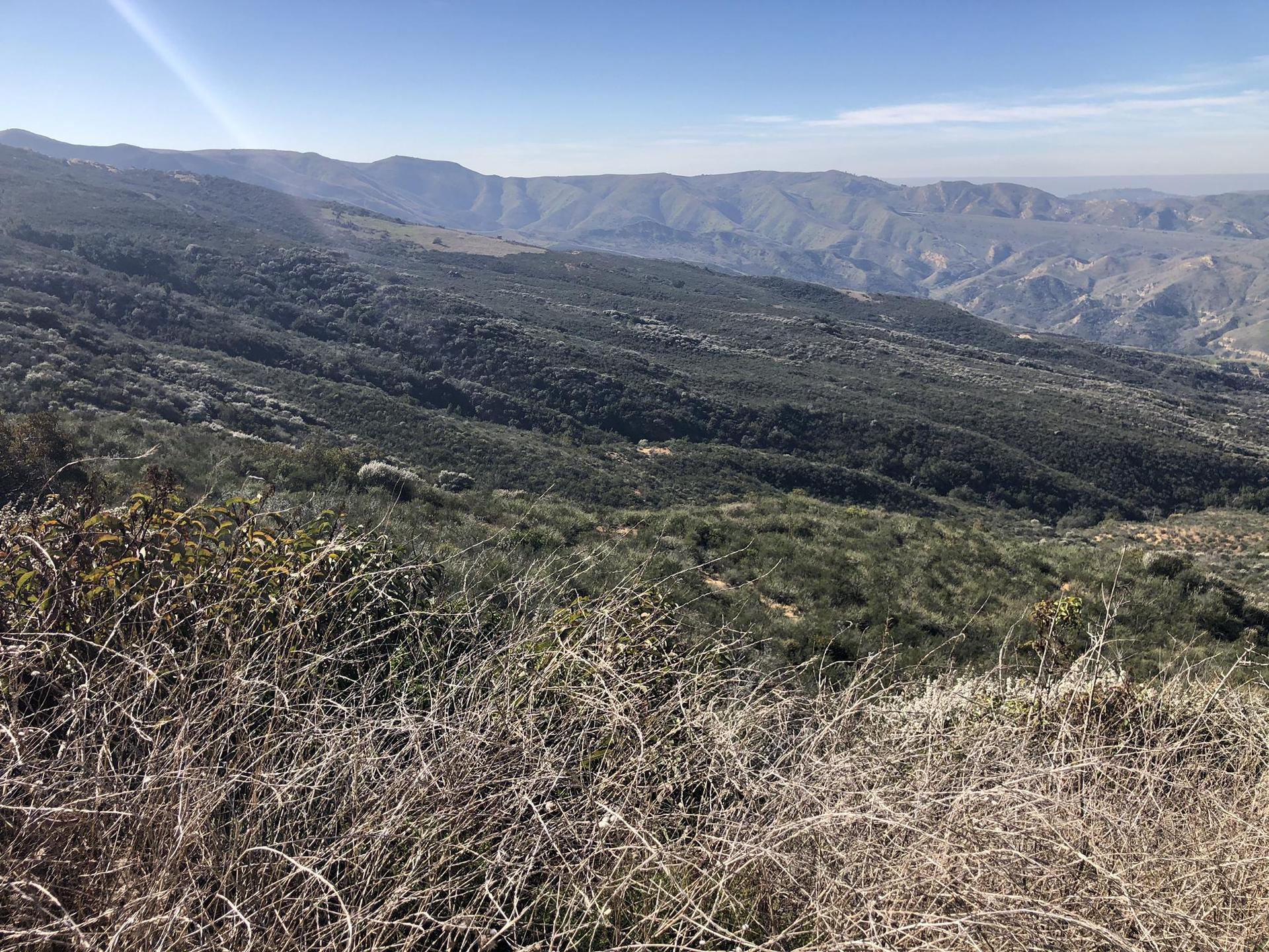 Dry brush in foreground overlooking expansive, forested mountains on a sunny day.