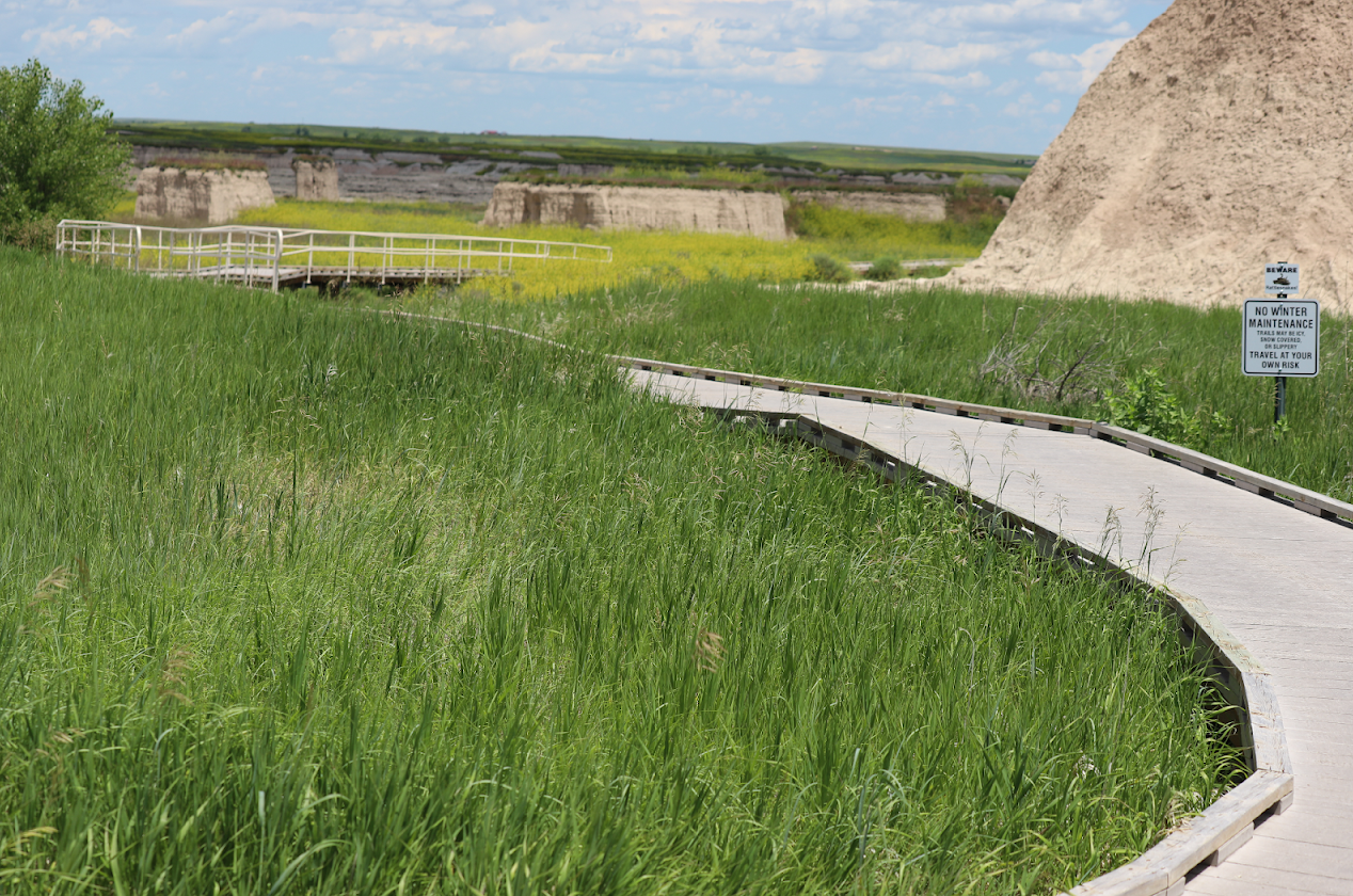 Wooden boardwalk winding through tall green grass with hills in the background.