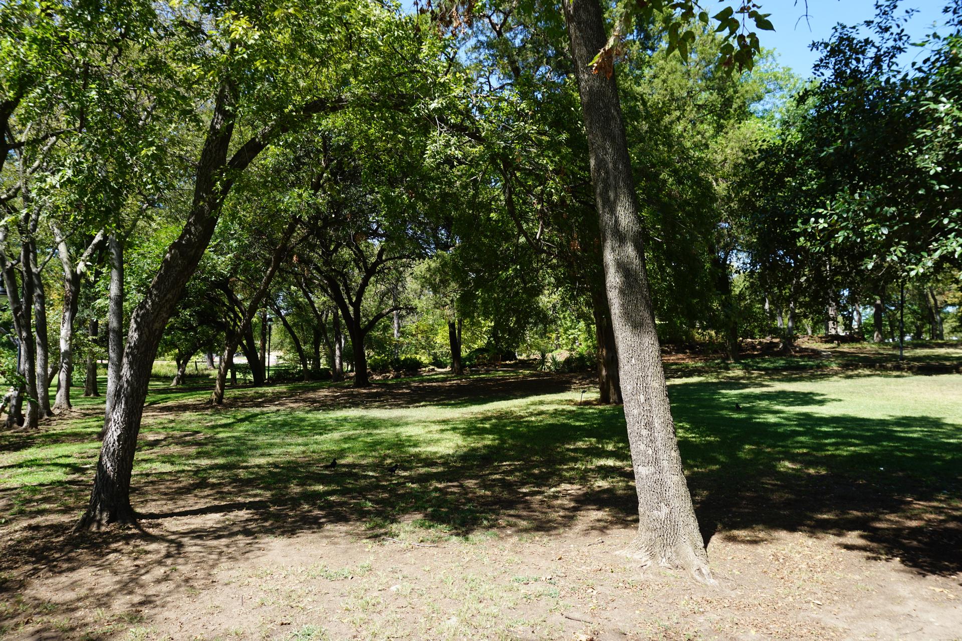 Sunny clearing with dappled light under a canopy of green trees.