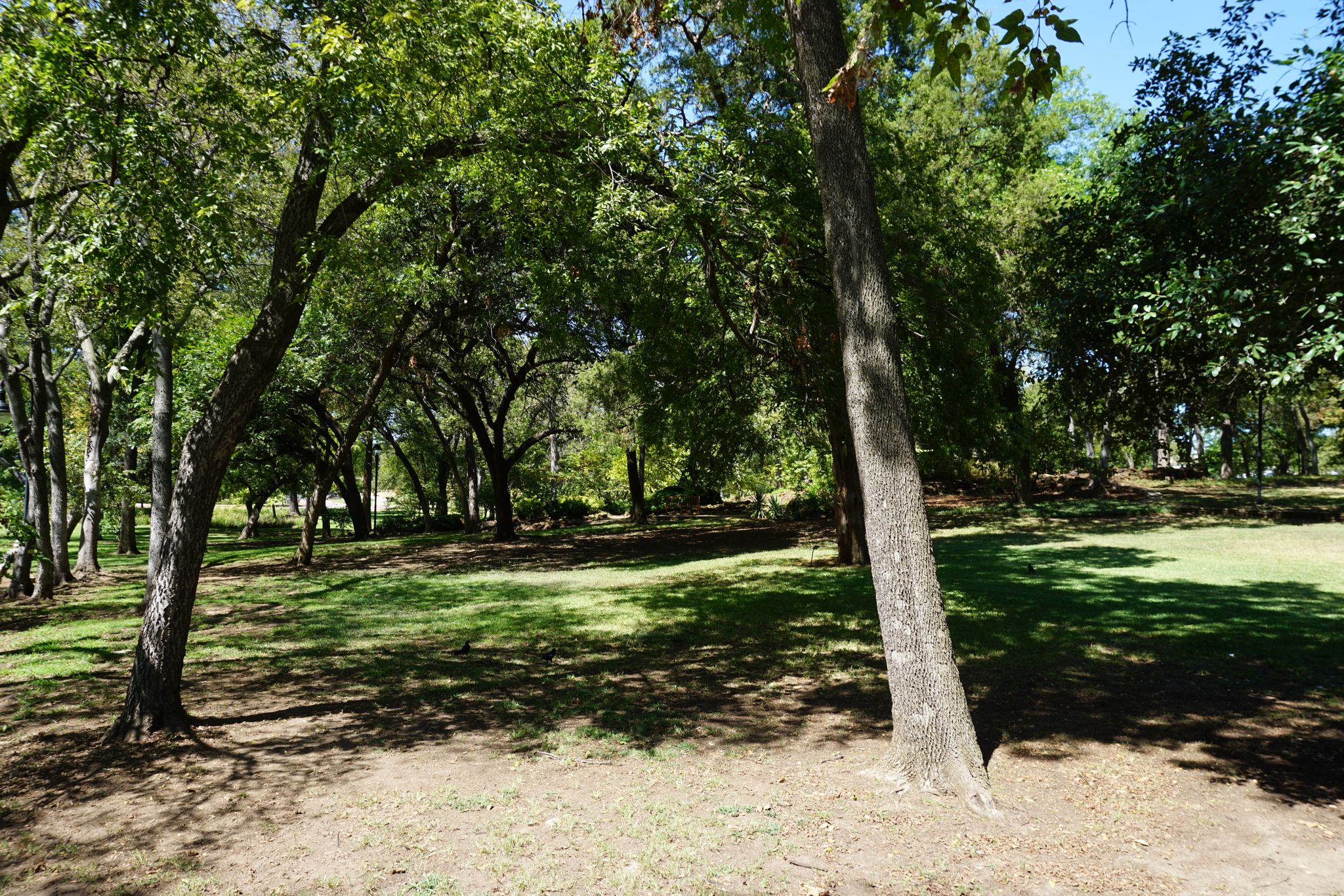 Sunny clearing with dappled light under a canopy of green trees. - North Lakes Park loop