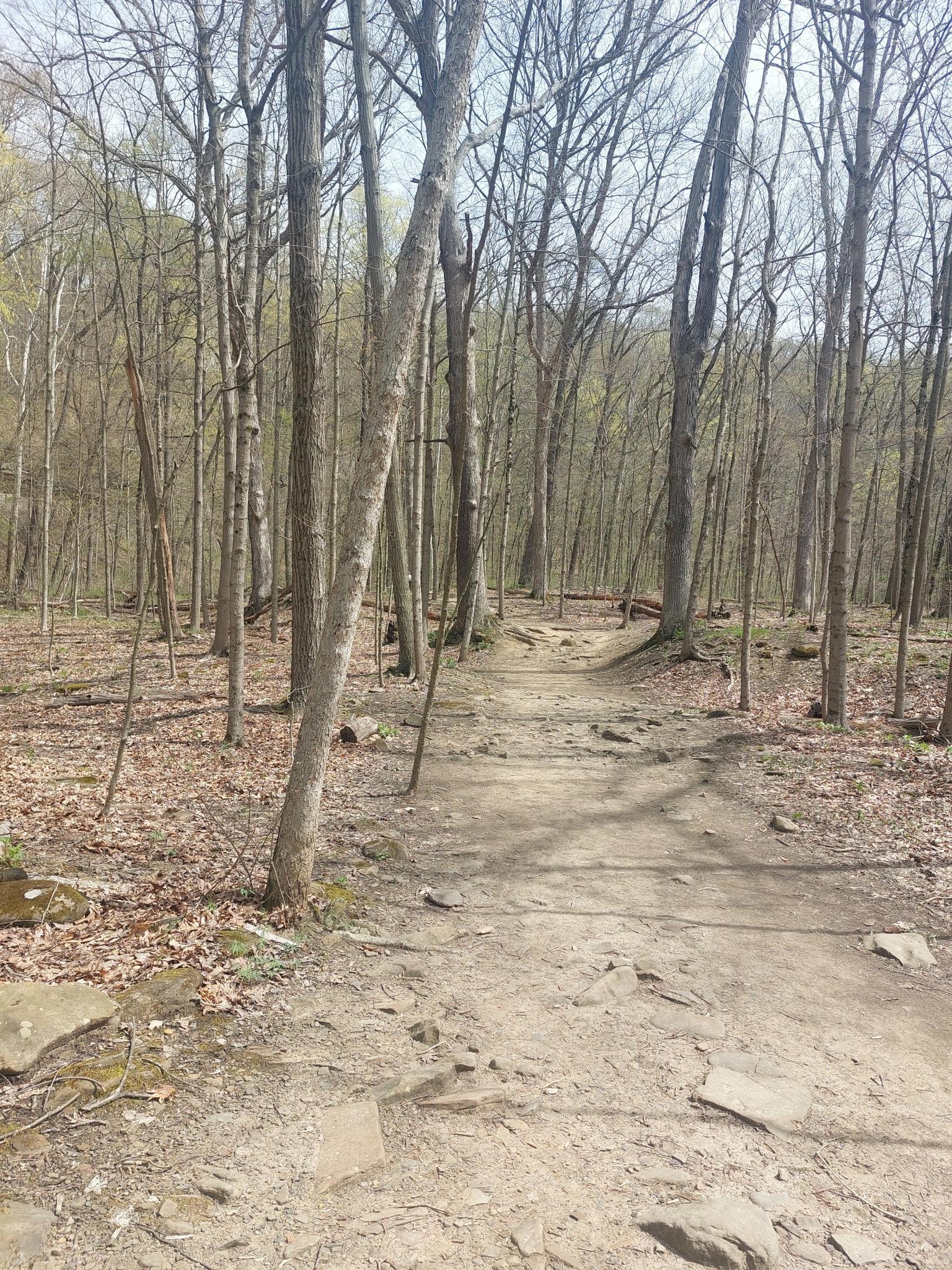 A dirt path winds through a sparse forest with tall, bare trees.