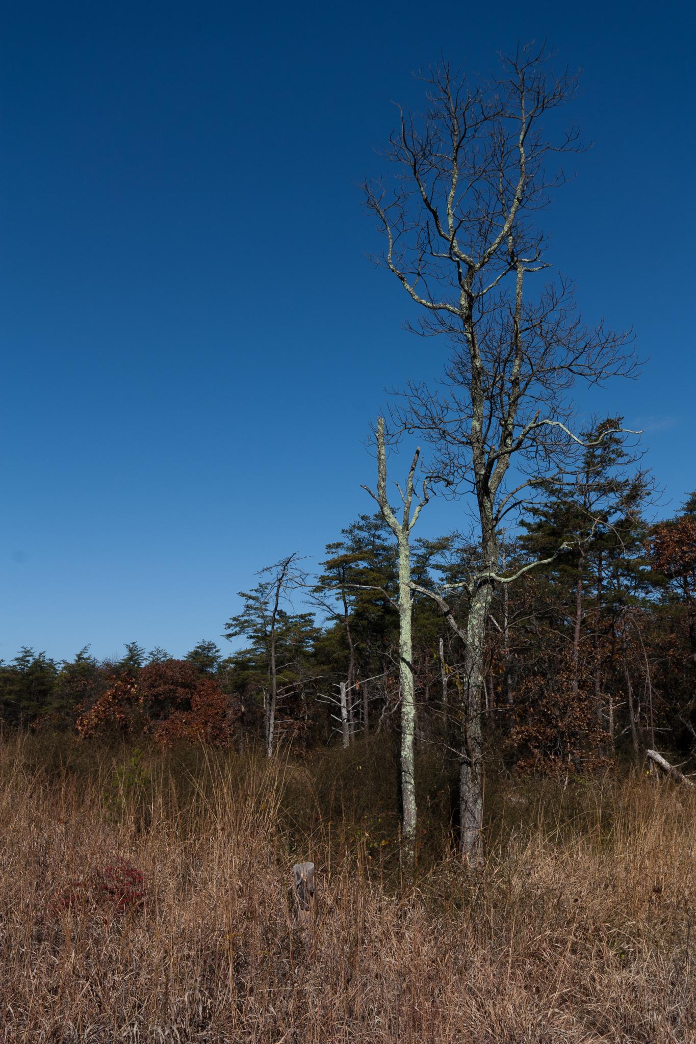 Sunny landscape with two bare trees, dry golden grass, and a distant forest.