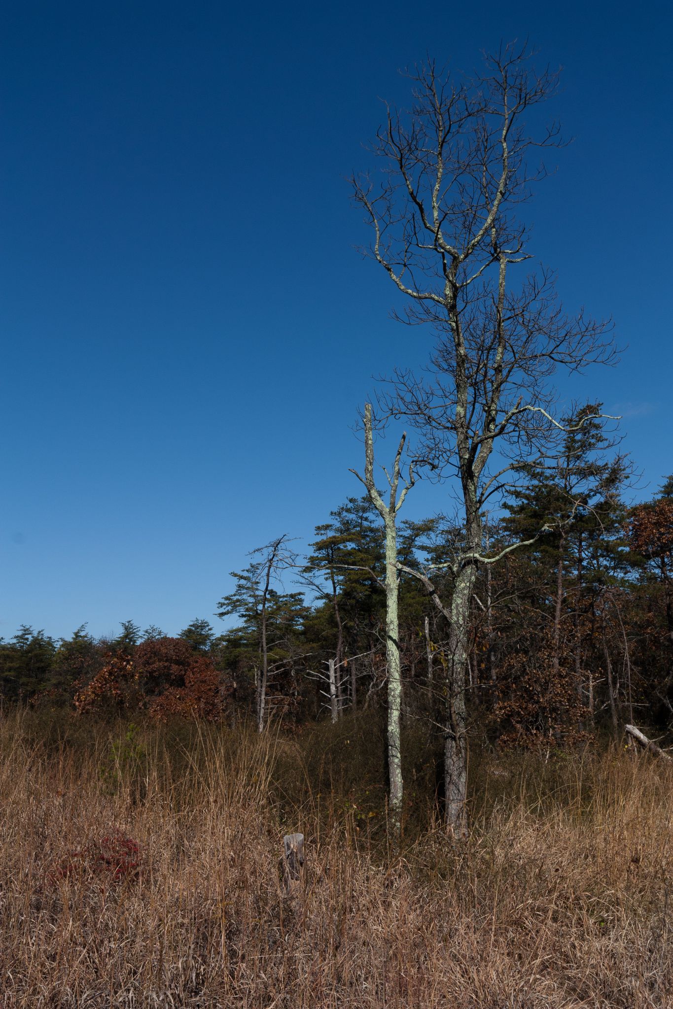 Sunny landscape with two bare trees, dry golden grass, and a distant forest. - Red Run Stream Valley and Soldiers Delight Loop