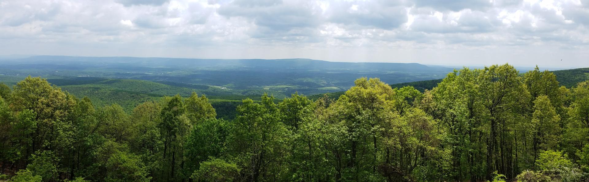 Panoramic view of a vibrant green forest canopy under a cloudy sky.