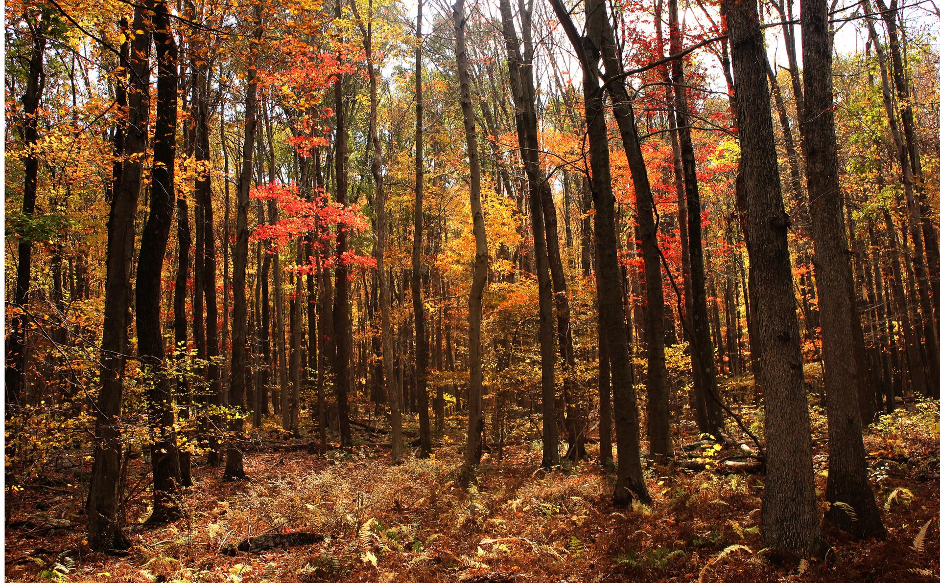 Dense autumn forest with tall trees, vibrant red and orange leaves, sunlit ground.