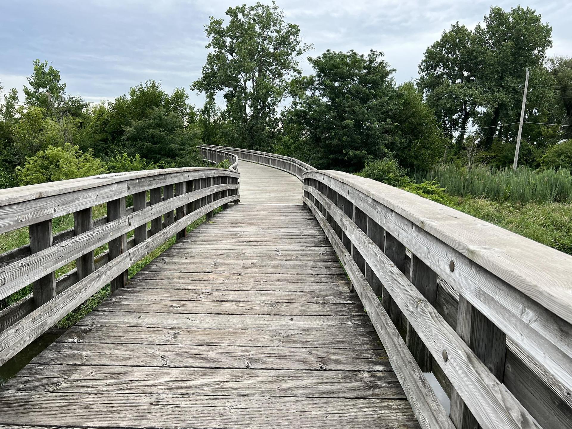 Empty wooden boardwalk winding through lush green foliage on a cloudy day.