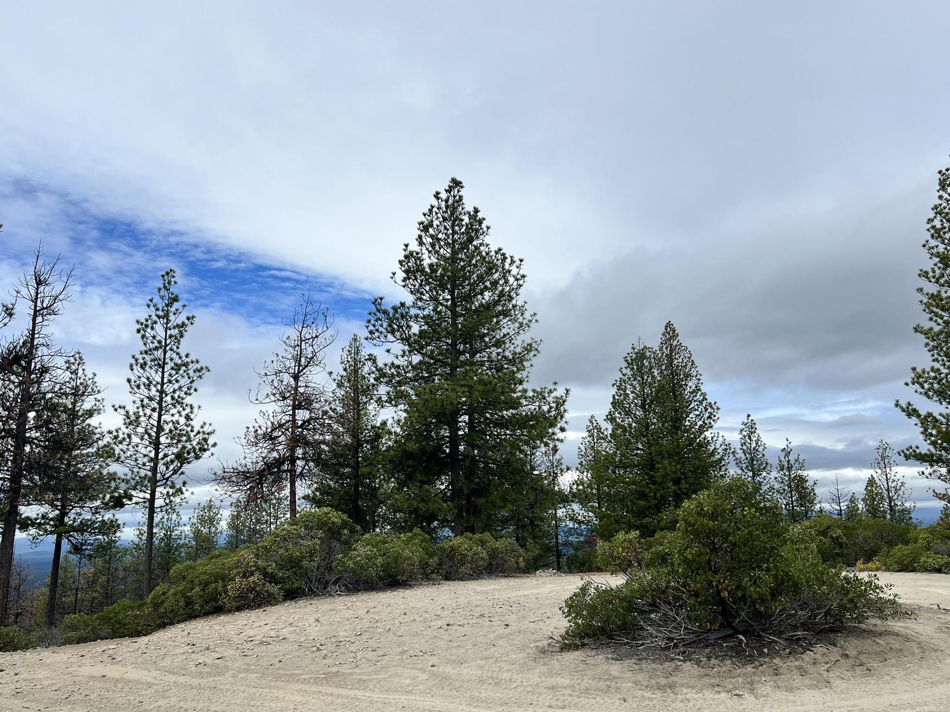 Pine trees and shrubs on a dirt clearing under a cloudy sky.