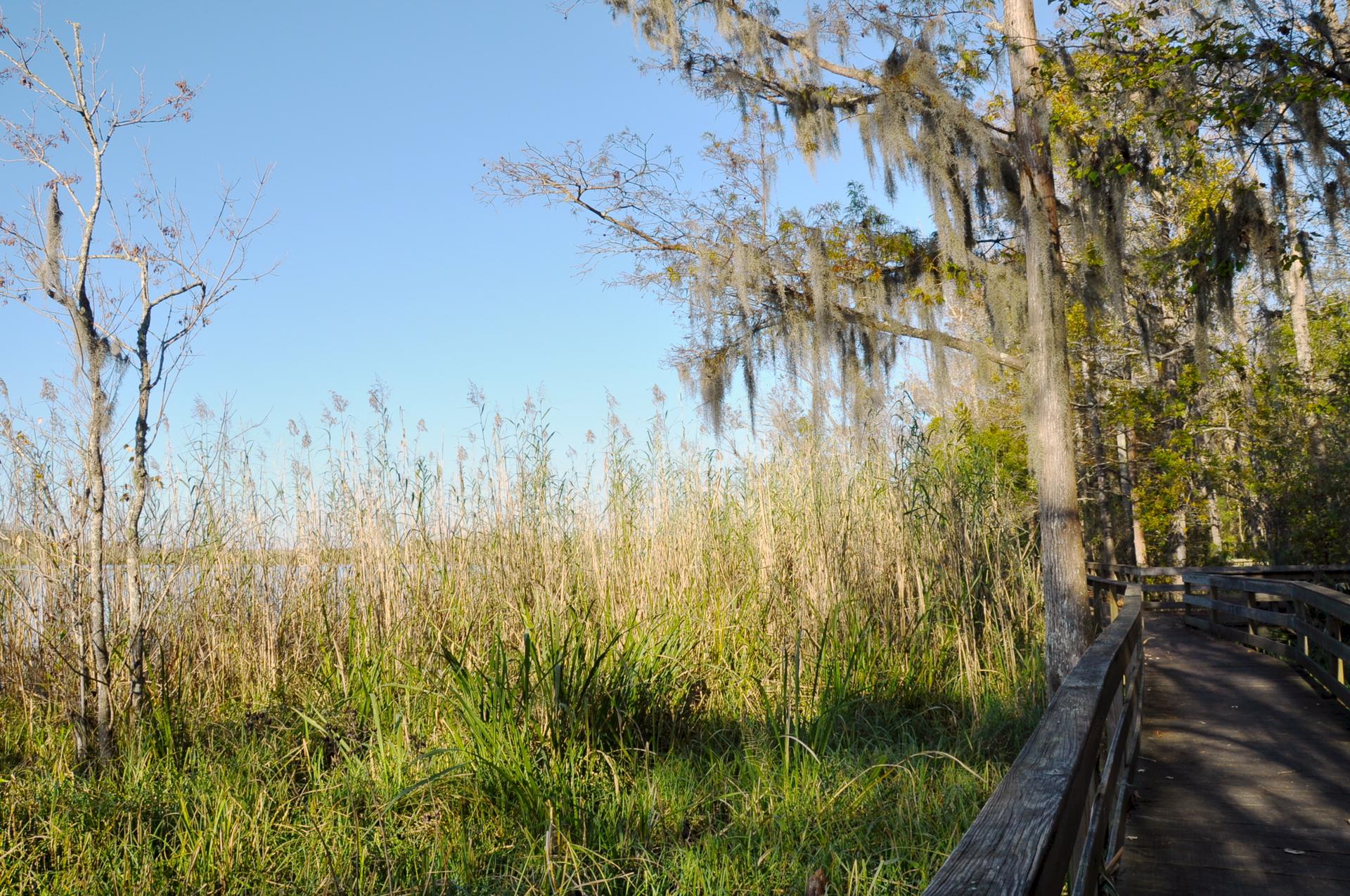 Wooden boardwalk winds through tall reeds and moss-draped trees.