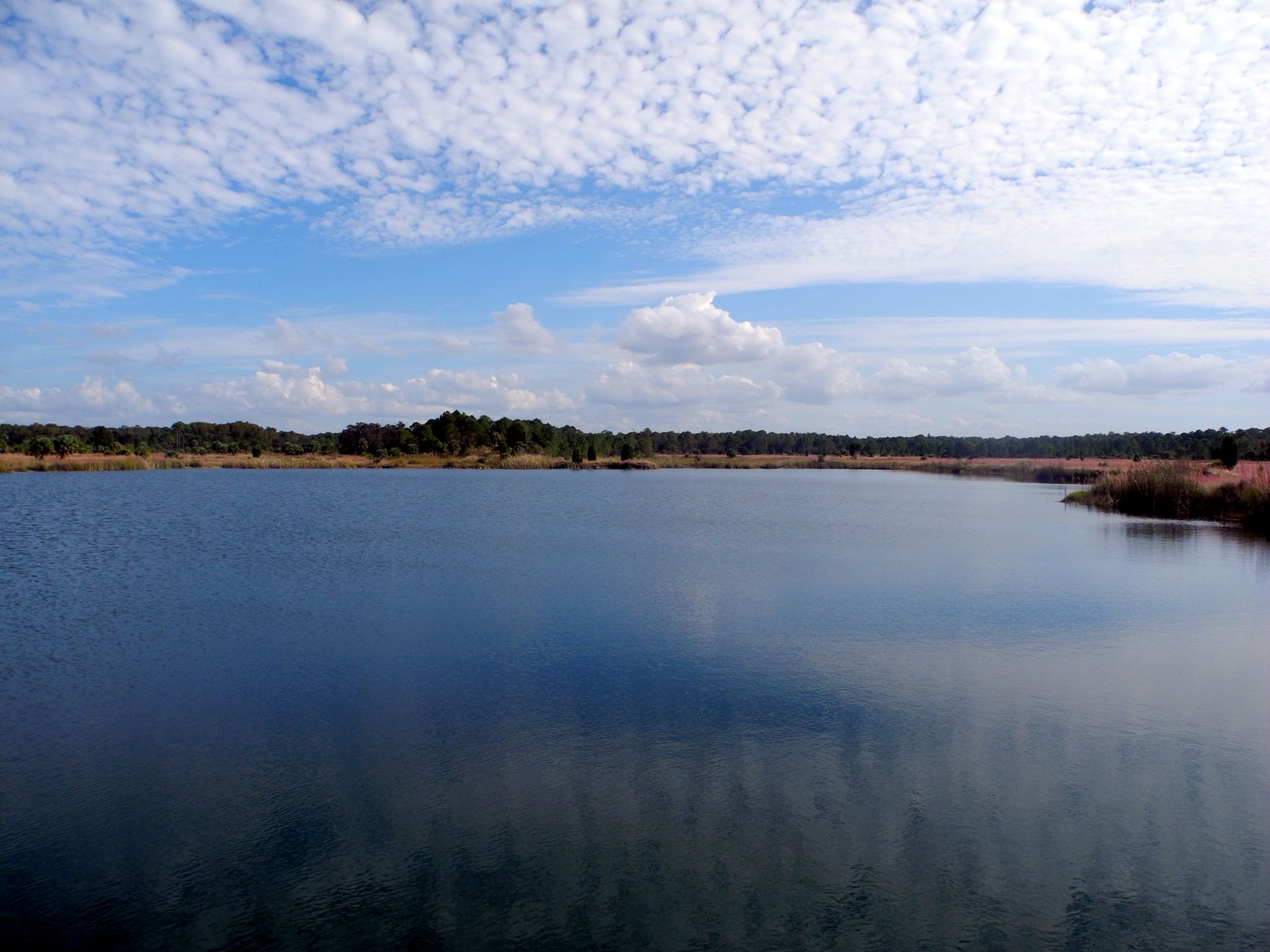 Calm lake under a bright blue sky with scattered clouds and distant trees. - Weekiwachee Preserve: Maple Leaf Loop