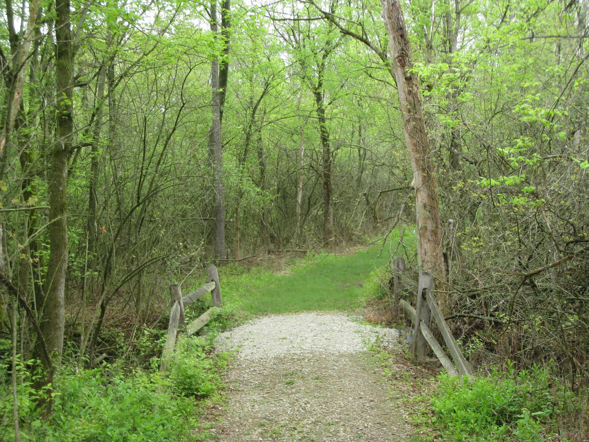 Gravel path leading into a vibrant green forest under diffused light.