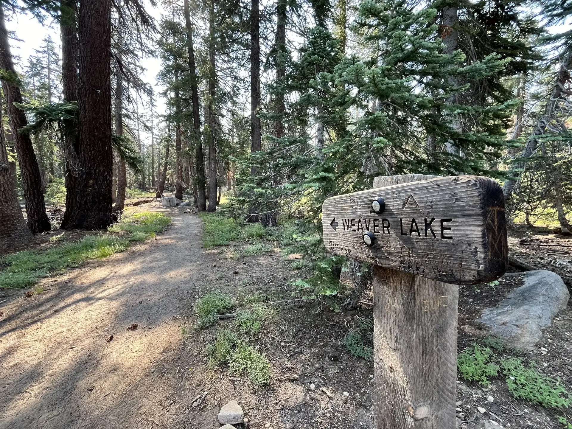 Wooden trail sign pointing left on a sunlit dirt path through a dense forest.
