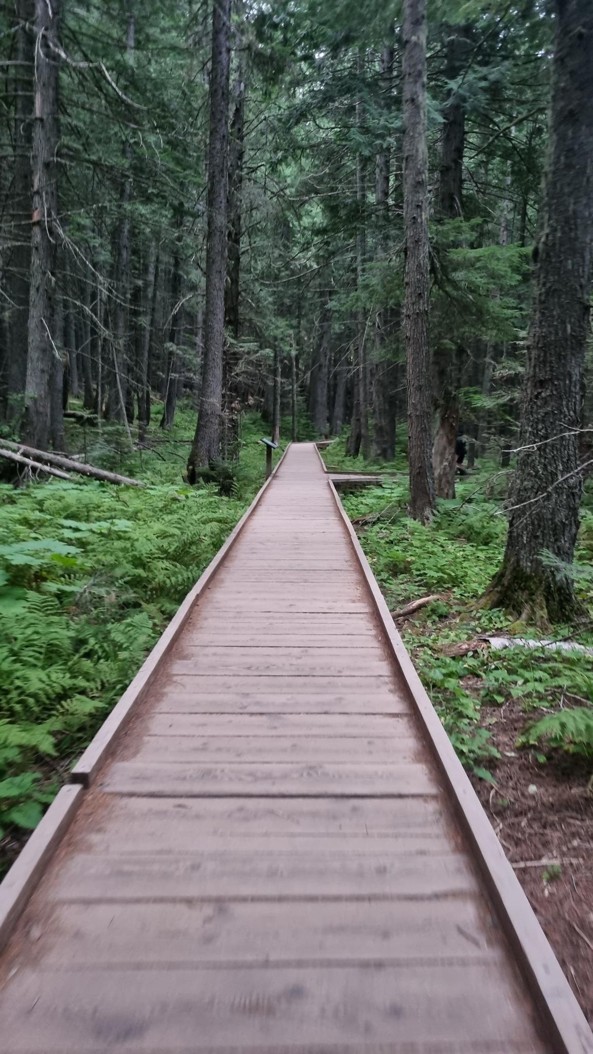 Long wooden boardwalk stretches through a lush green forest under overcast skies.