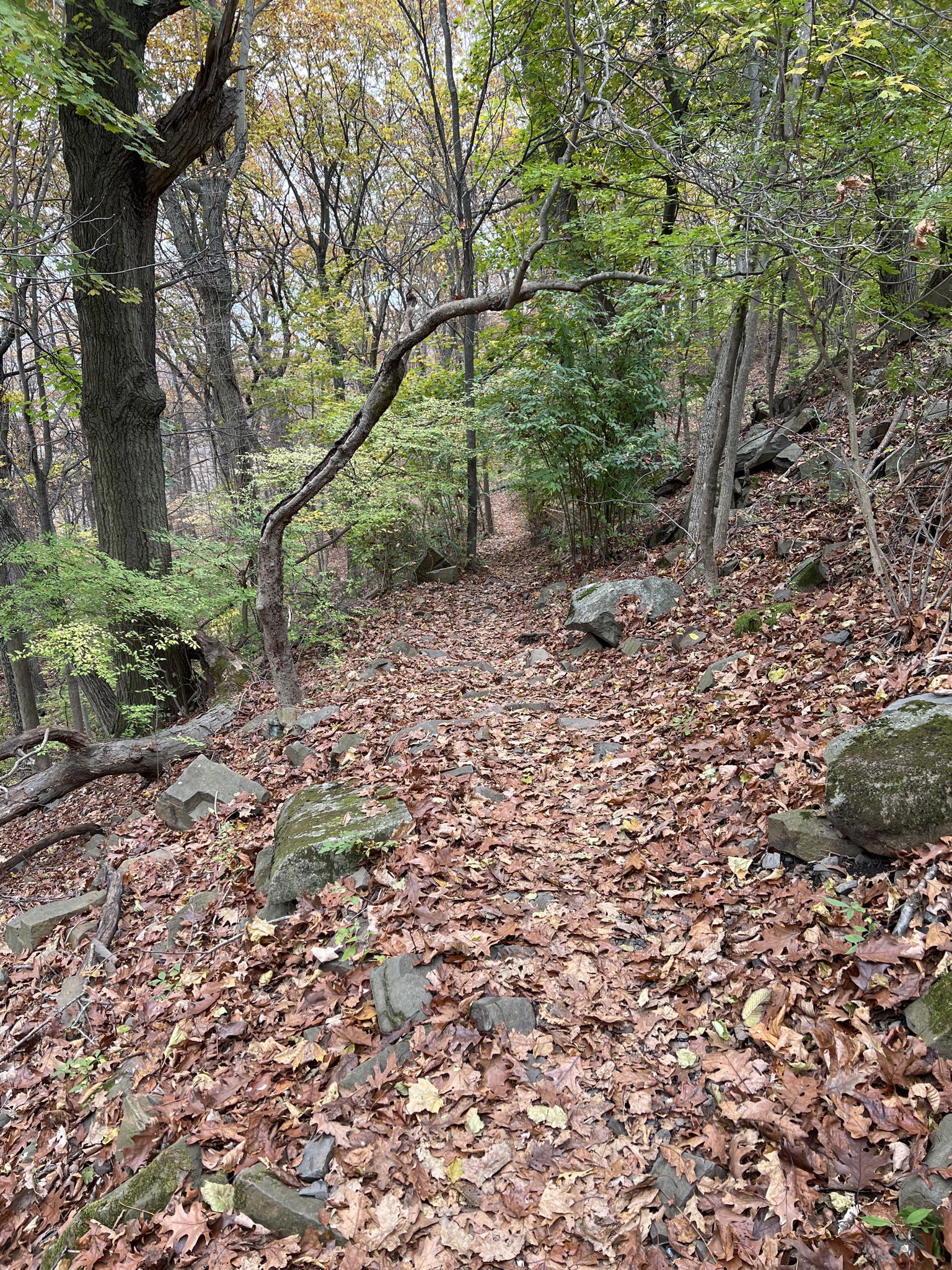 A leaf-covered forest path with scattered rocks and bare trees.