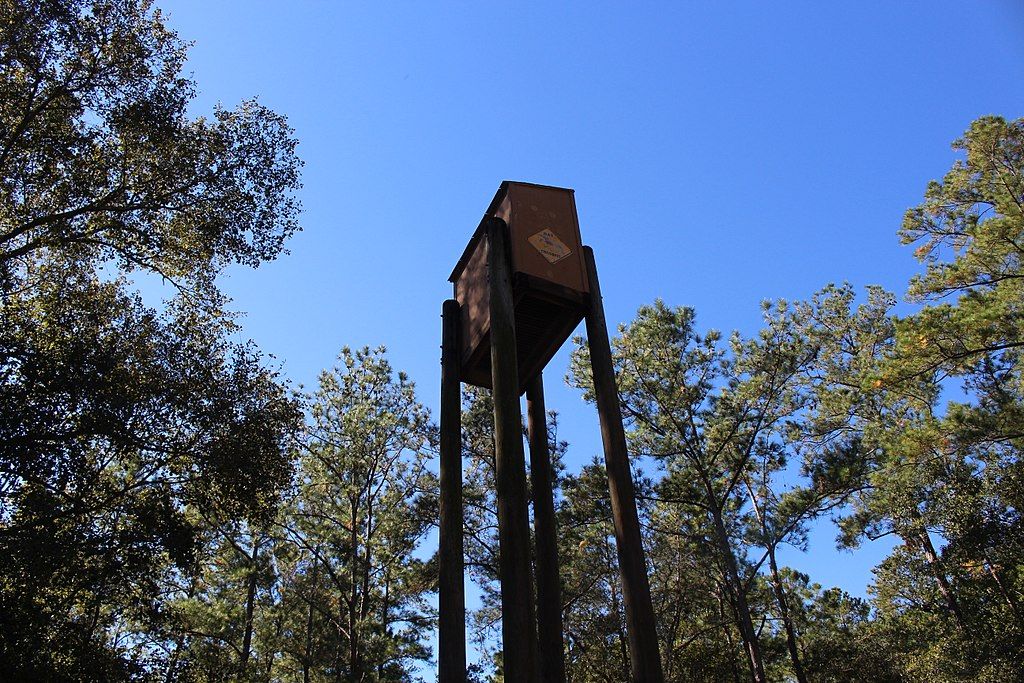Tall wooden structure against a clear blue sky, surrounded by green trees. - Long Branch Trail