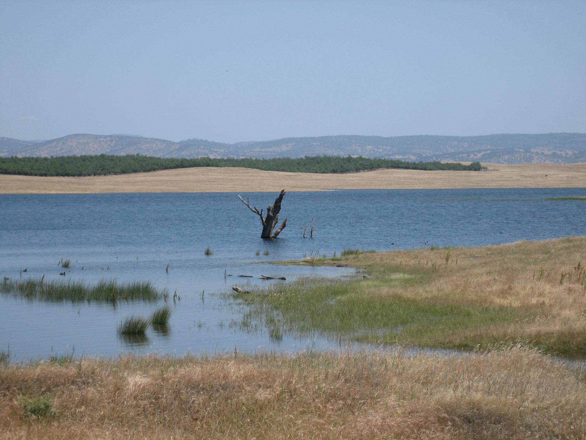 Calm lake with a dead tree stump, surrounded by dry grass and distant hills.
