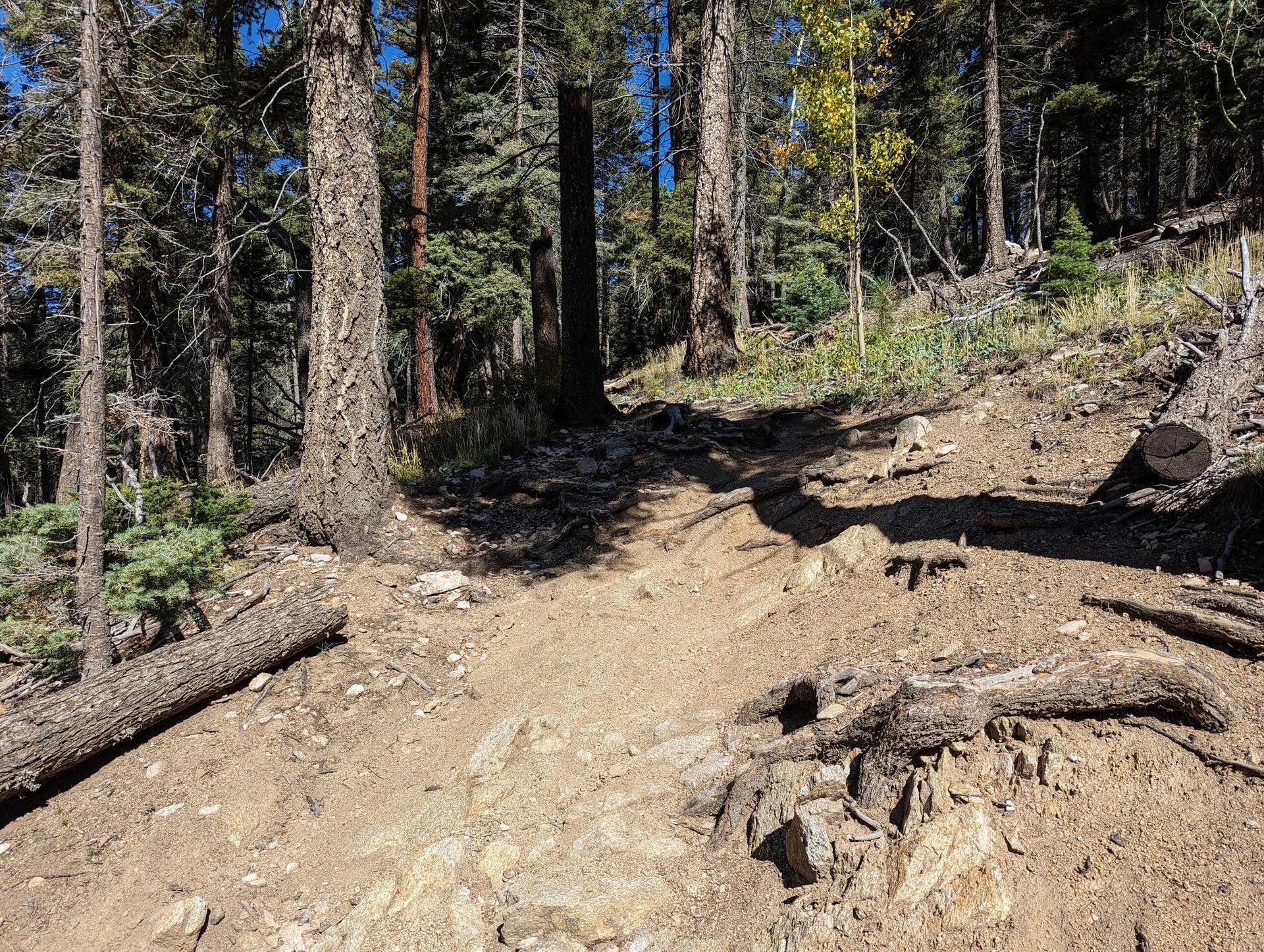 Sunny dirt trail winding through a dense forest with exposed roots.