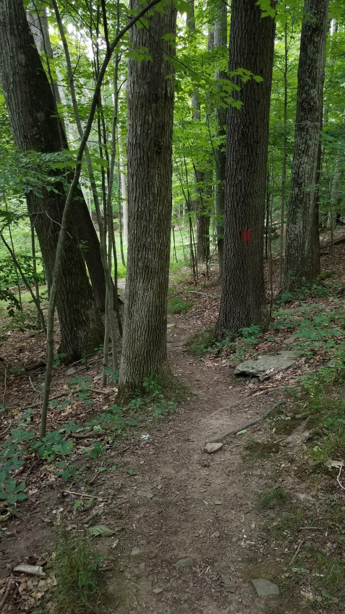 A narrow dirt path winds through a dense, green forest with tall trees.