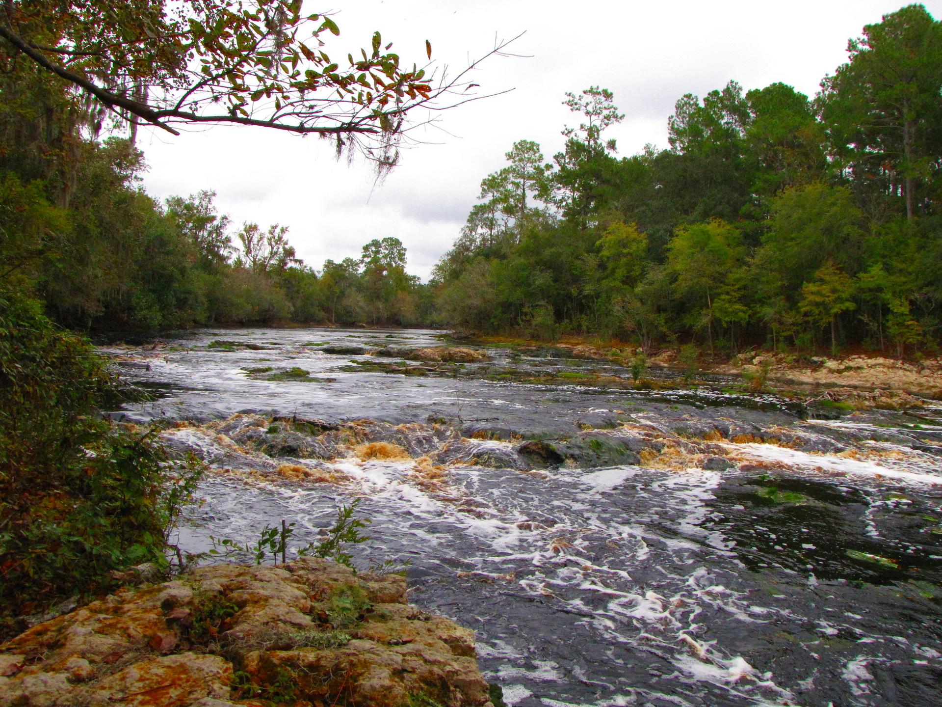 Wide river with rapids flowing through a lush green forest under an overcast sky.