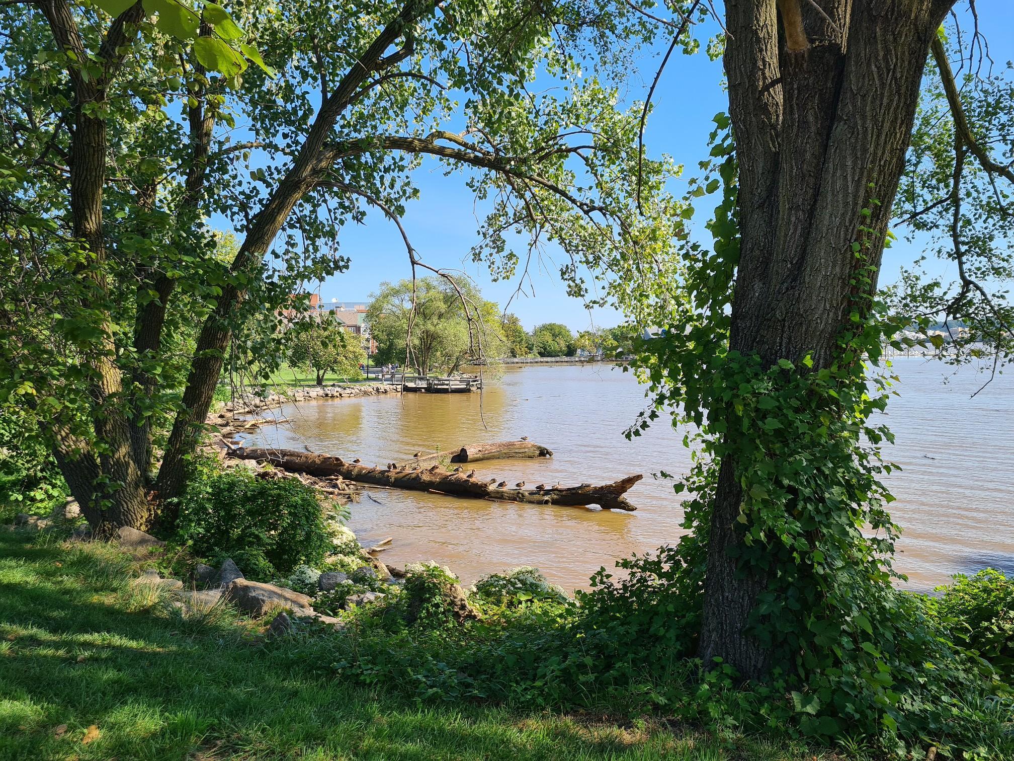 Sunny view of a calm river with trees and a fallen log.