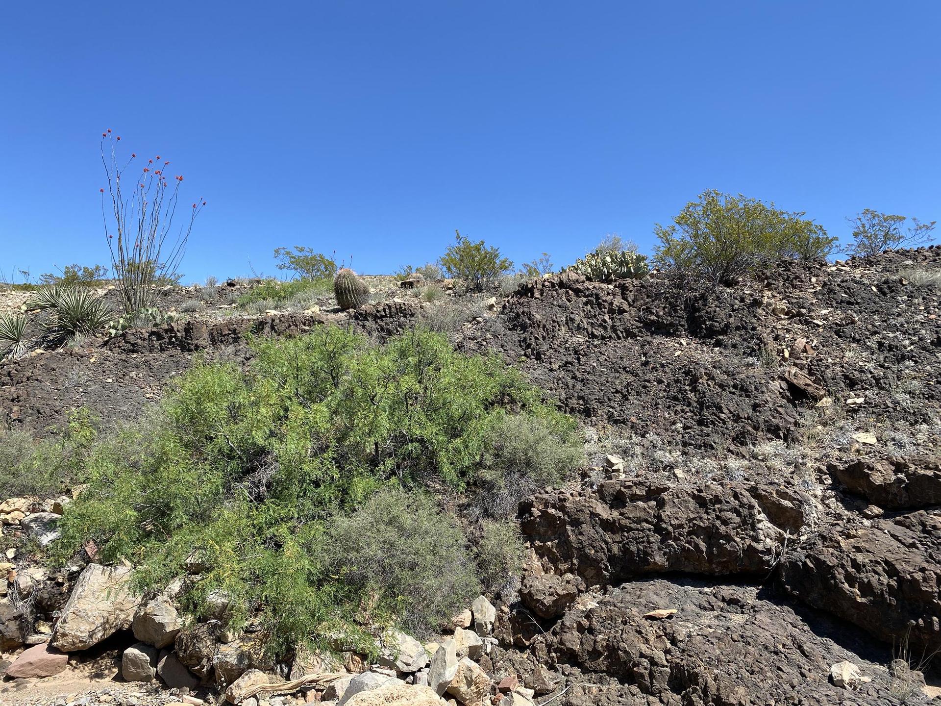 Bright desert landscape with rocky hills, green shrubs, and clear blue sky.
