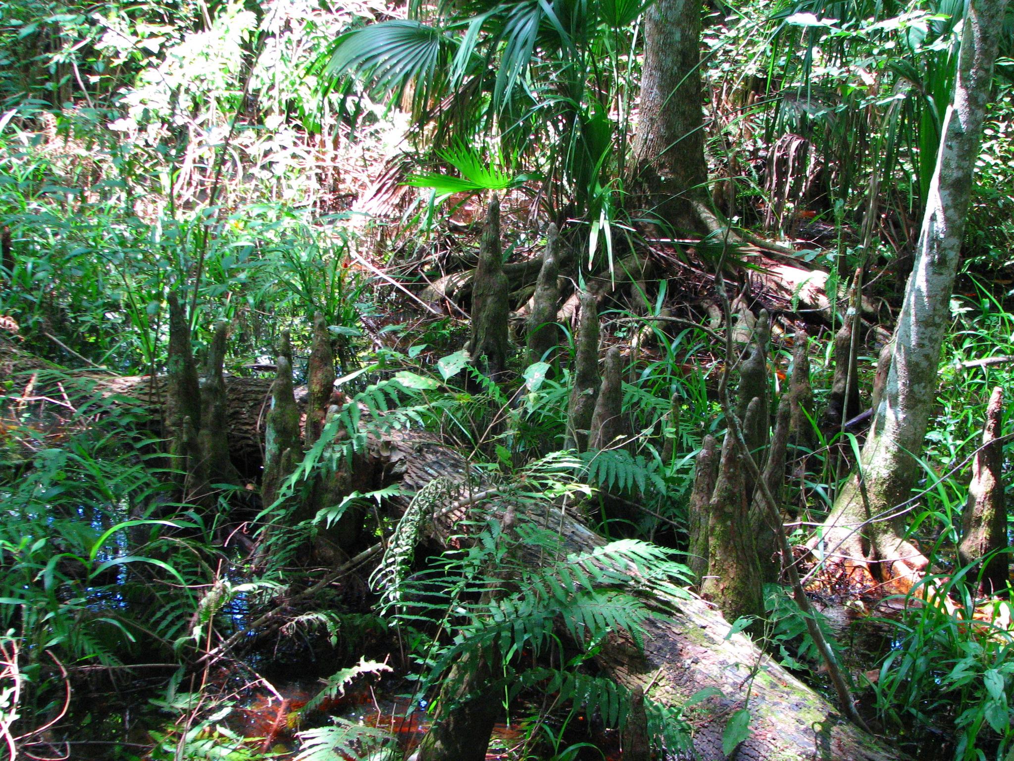 Lush, green swamp forest with fallen logs and cypress knees.
