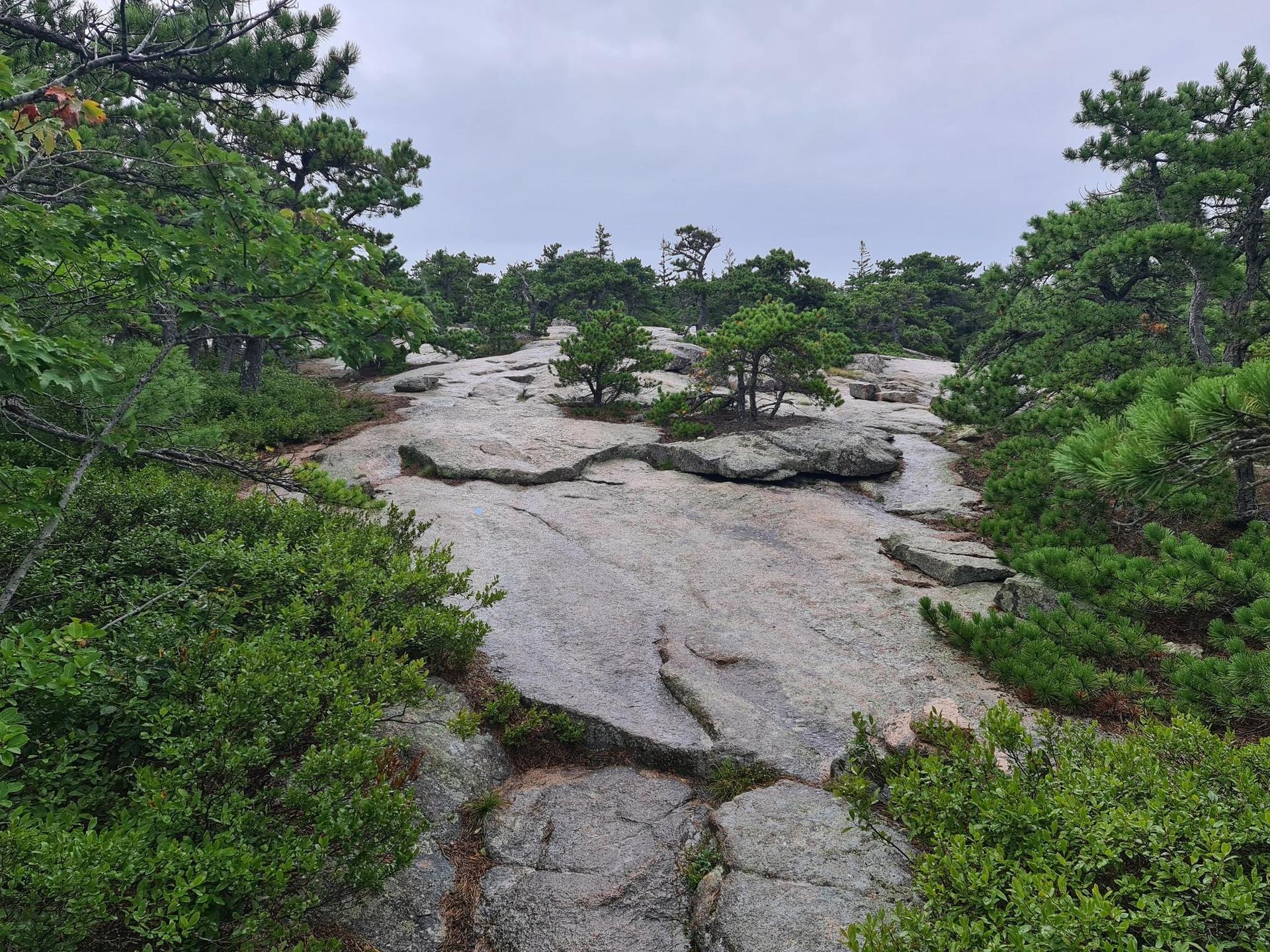 Wide view of a flat, grey rocky expanse surrounded by green pine trees.