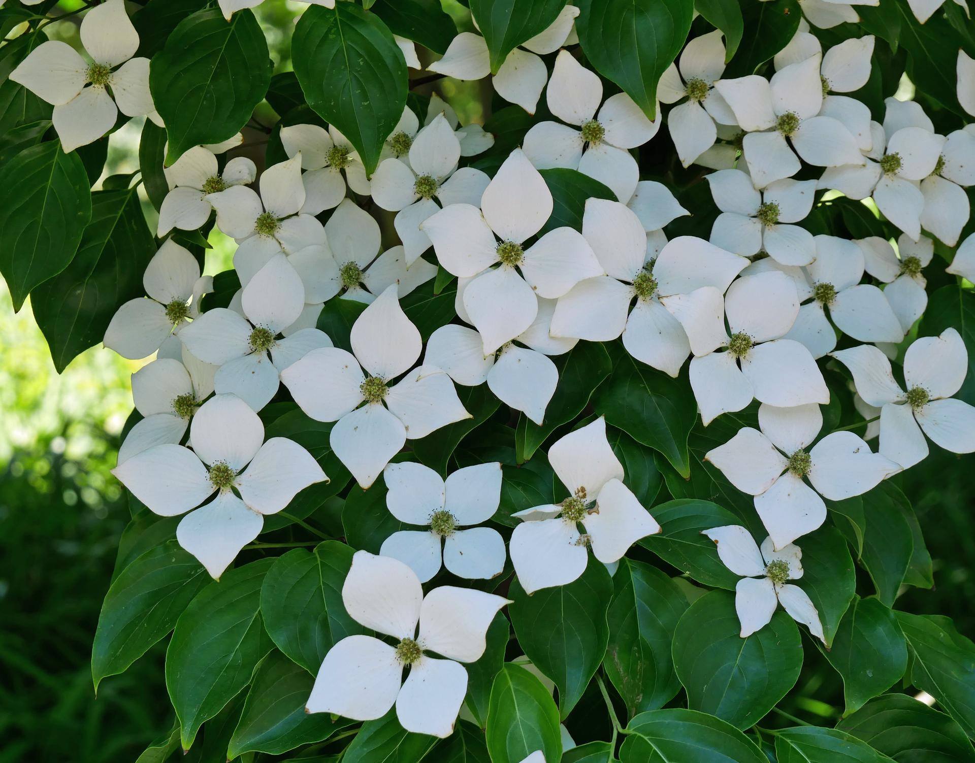 Close-up of numerous white flowers blooming among lush green leaves in bright light.