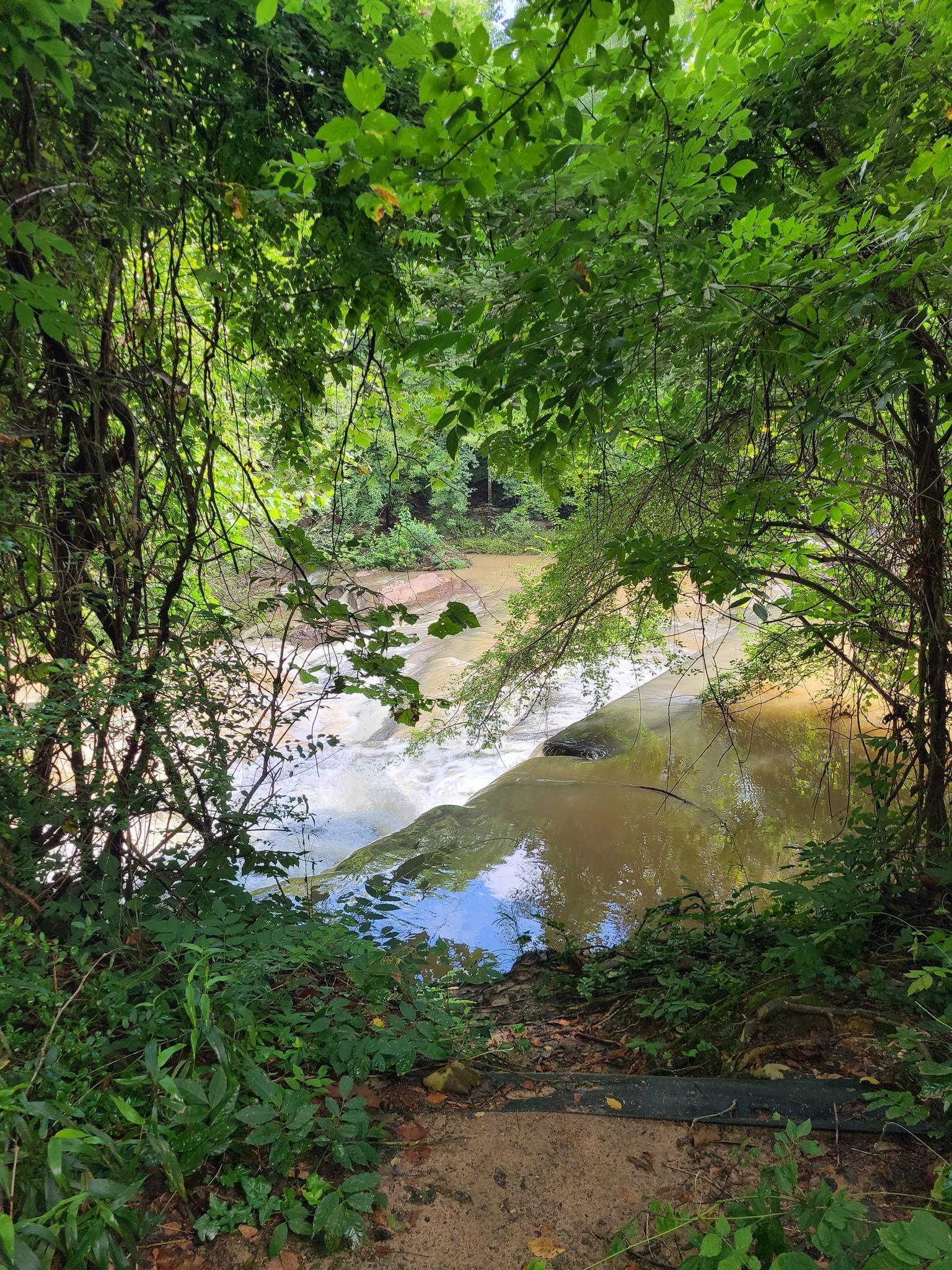 River flowing through dense green foliage, framed by trees, on a bright day.