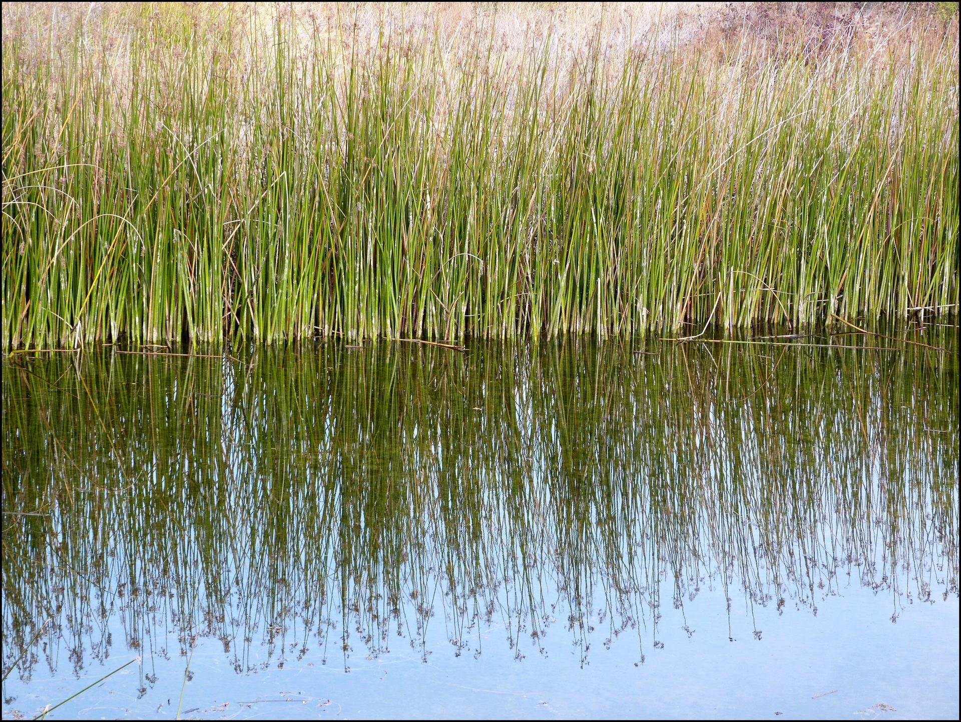 Green reeds reflected in calm water under bright natural light.