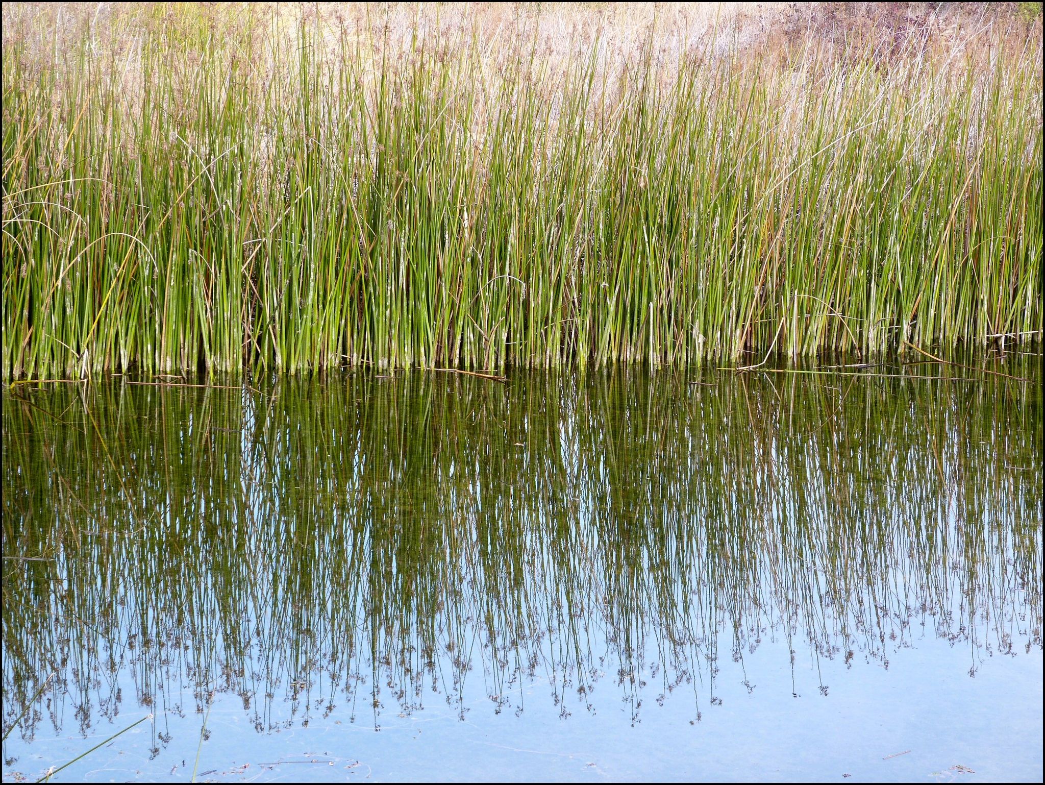 Green reeds reflected in calm water under bright natural light. - Willow Hills Reservoir Loop